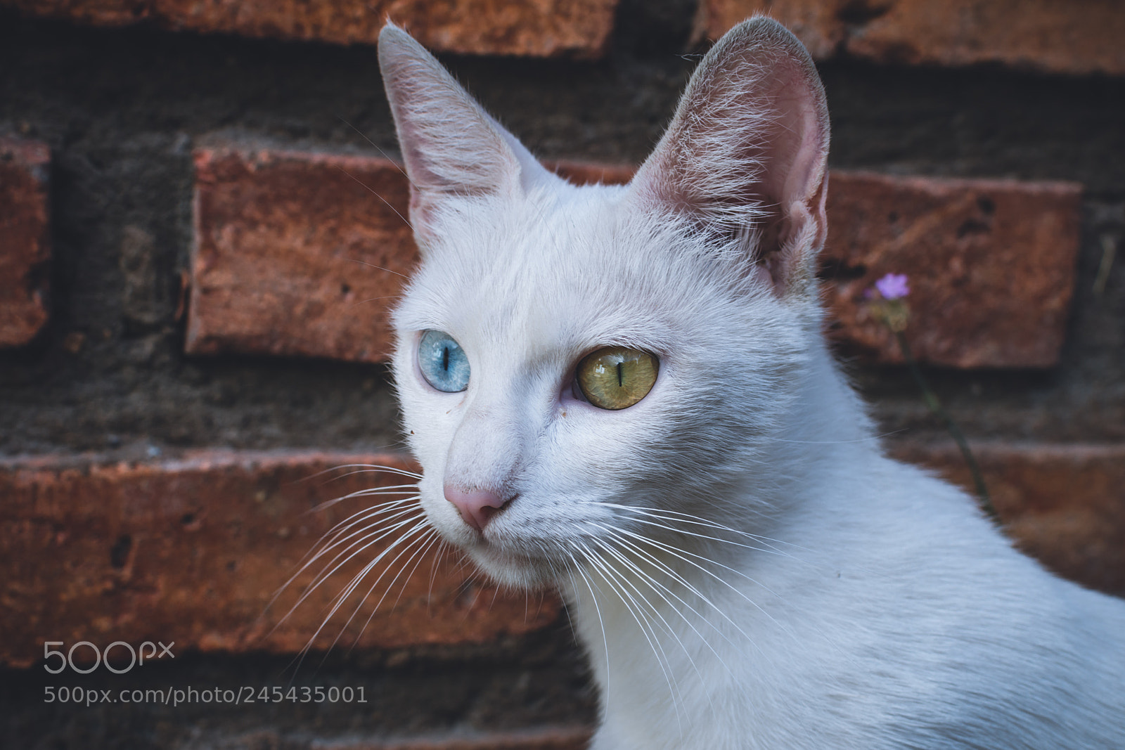 Nikon D7200 sample photo. Mishi photography