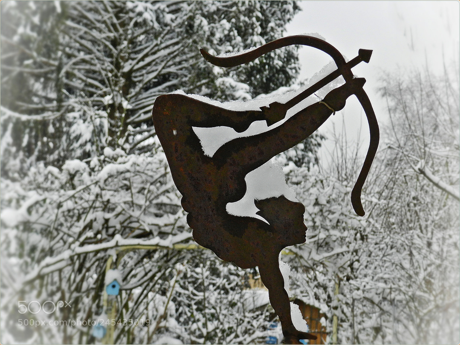 Nikon Coolpix P500 sample photo. Rusty sagittarius shivering photography