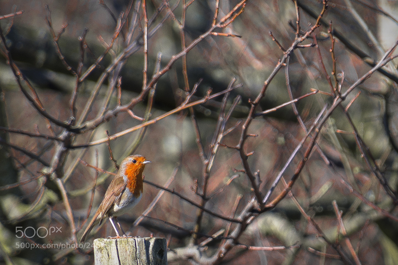 Nikon D500 sample photo. Robin photography
