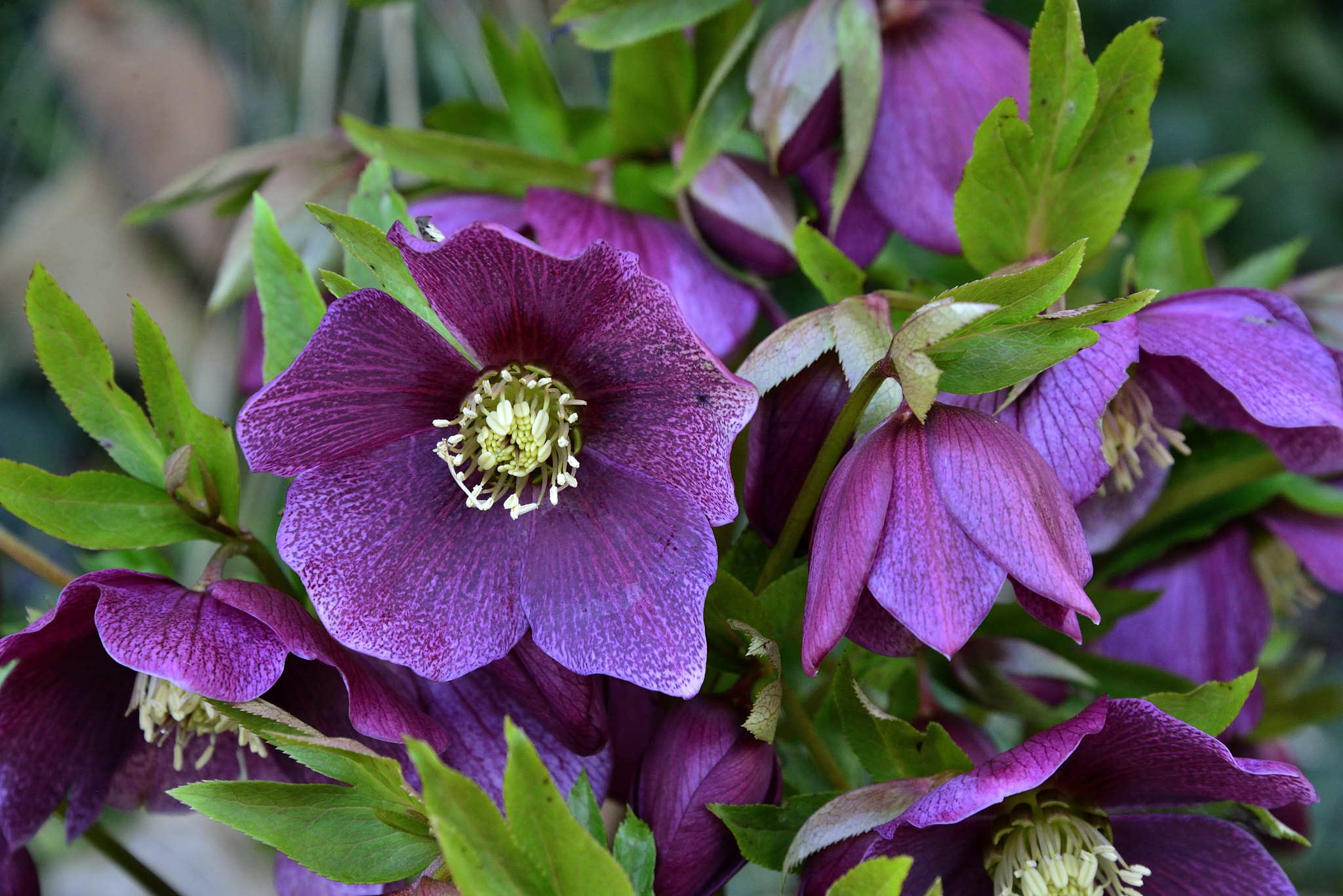 Nikon D600 sample photo. Hellebore photography