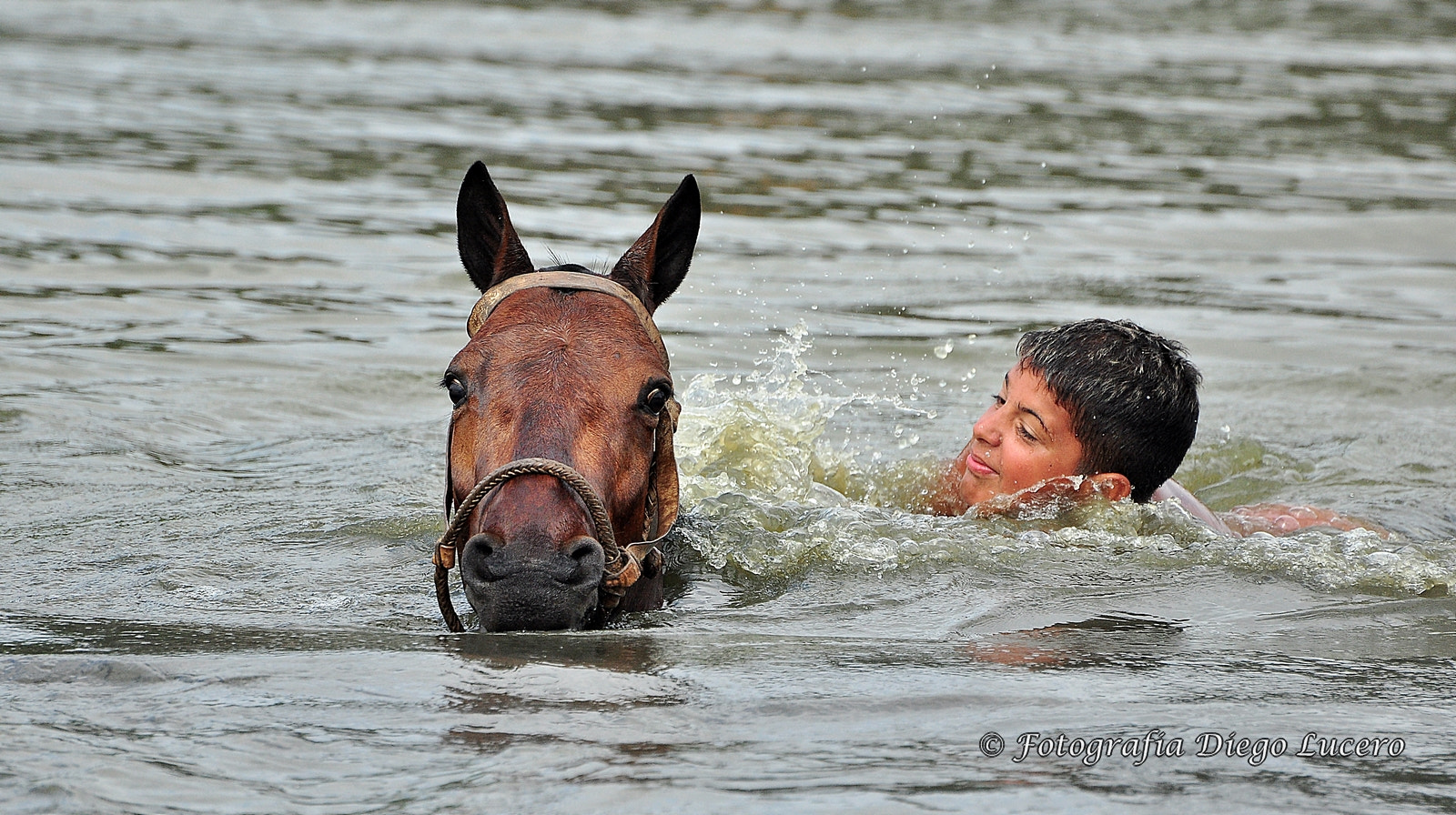 Nikon D90 sample photo. Horse in the lagoon photography