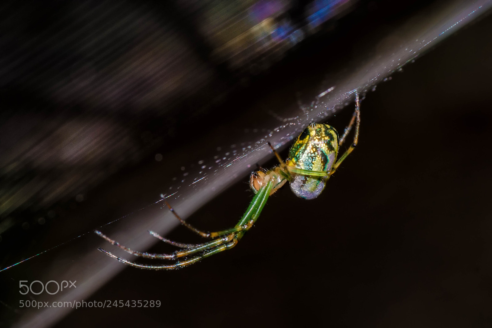 Nikon D5100 sample photo. Under her web photography