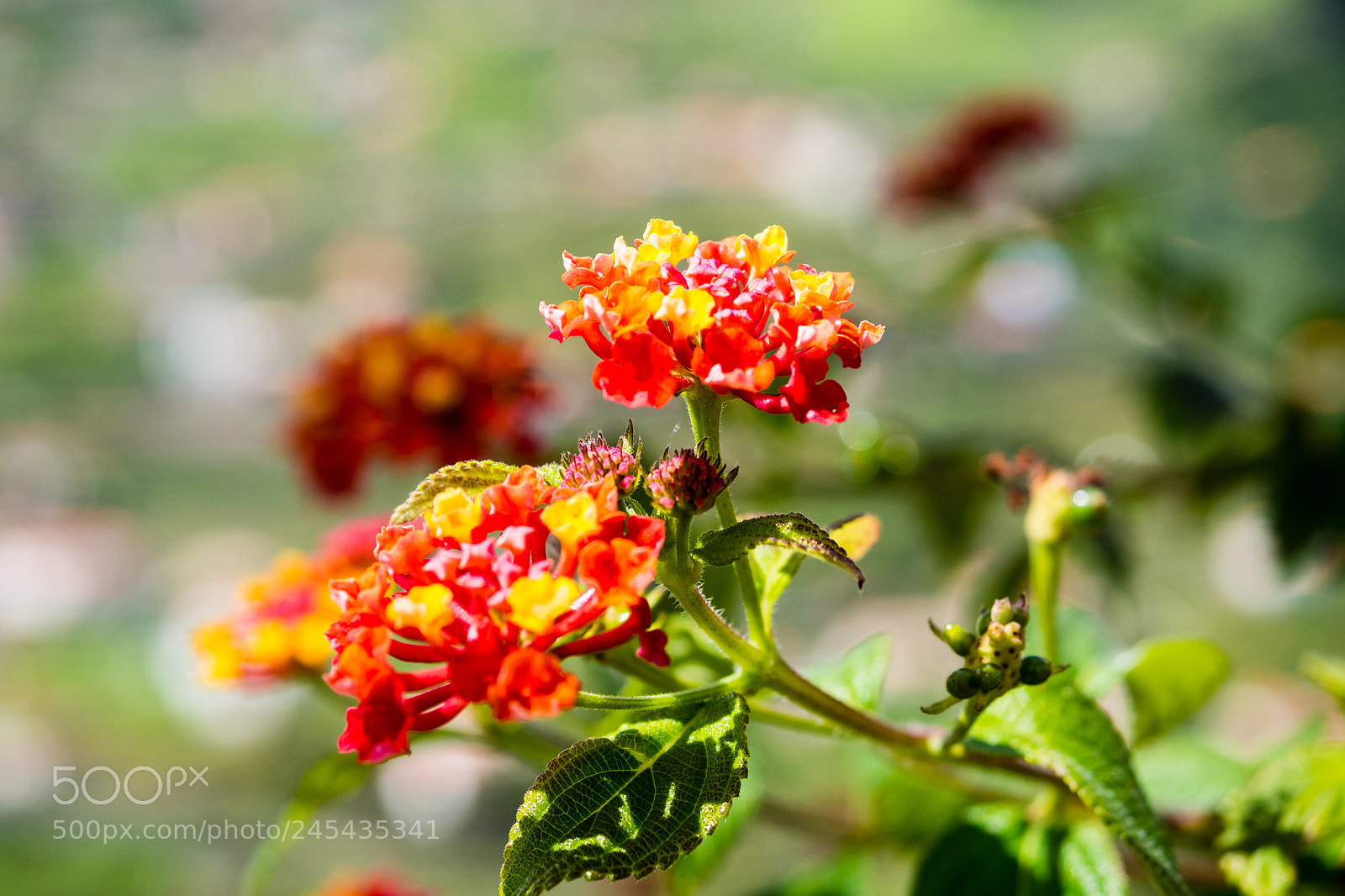 Olympus OM-D E-M5 sample photo. Colors of madeira photography