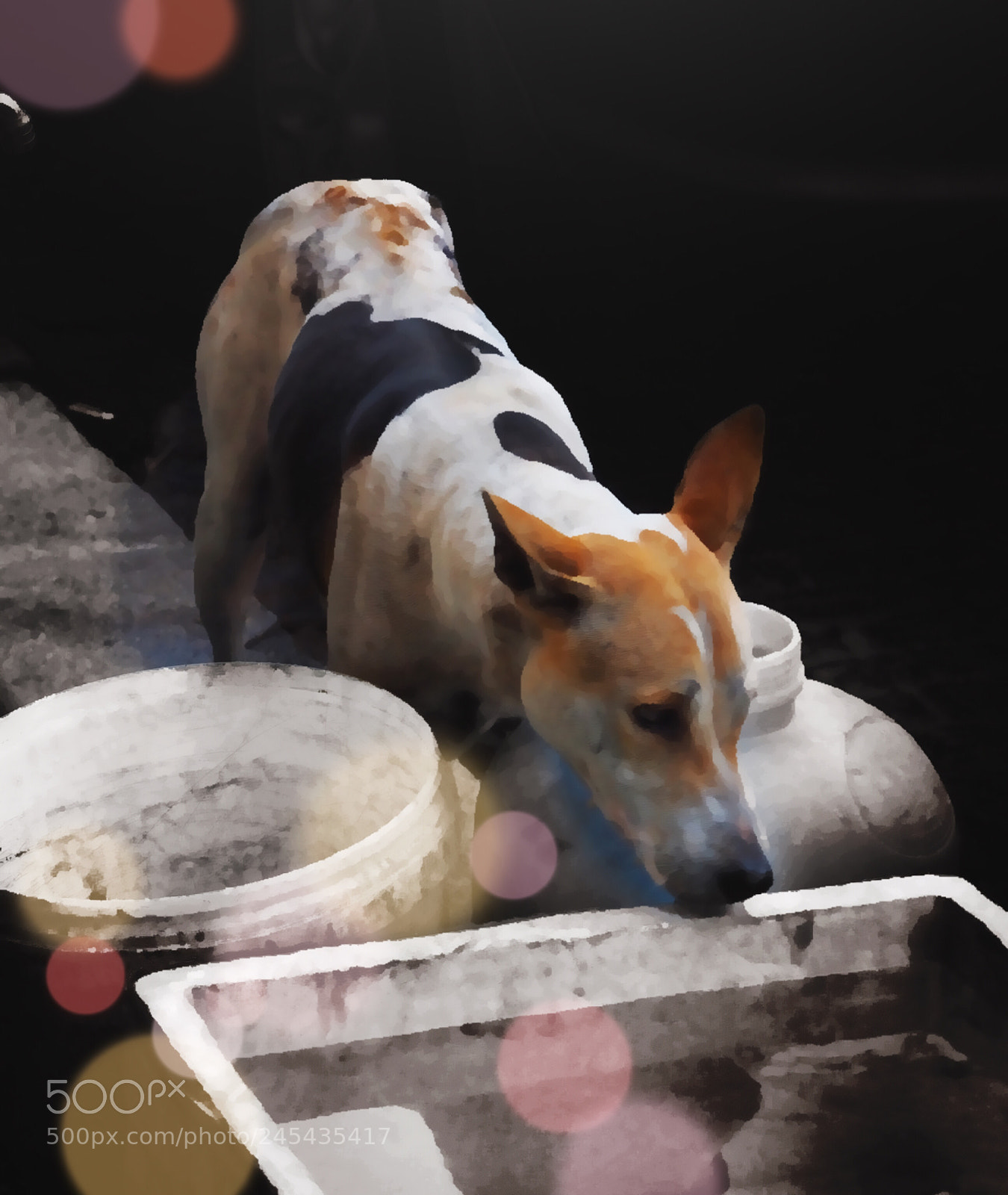 Olympus OM-D E-M10 II sample photo. Stray dog photography