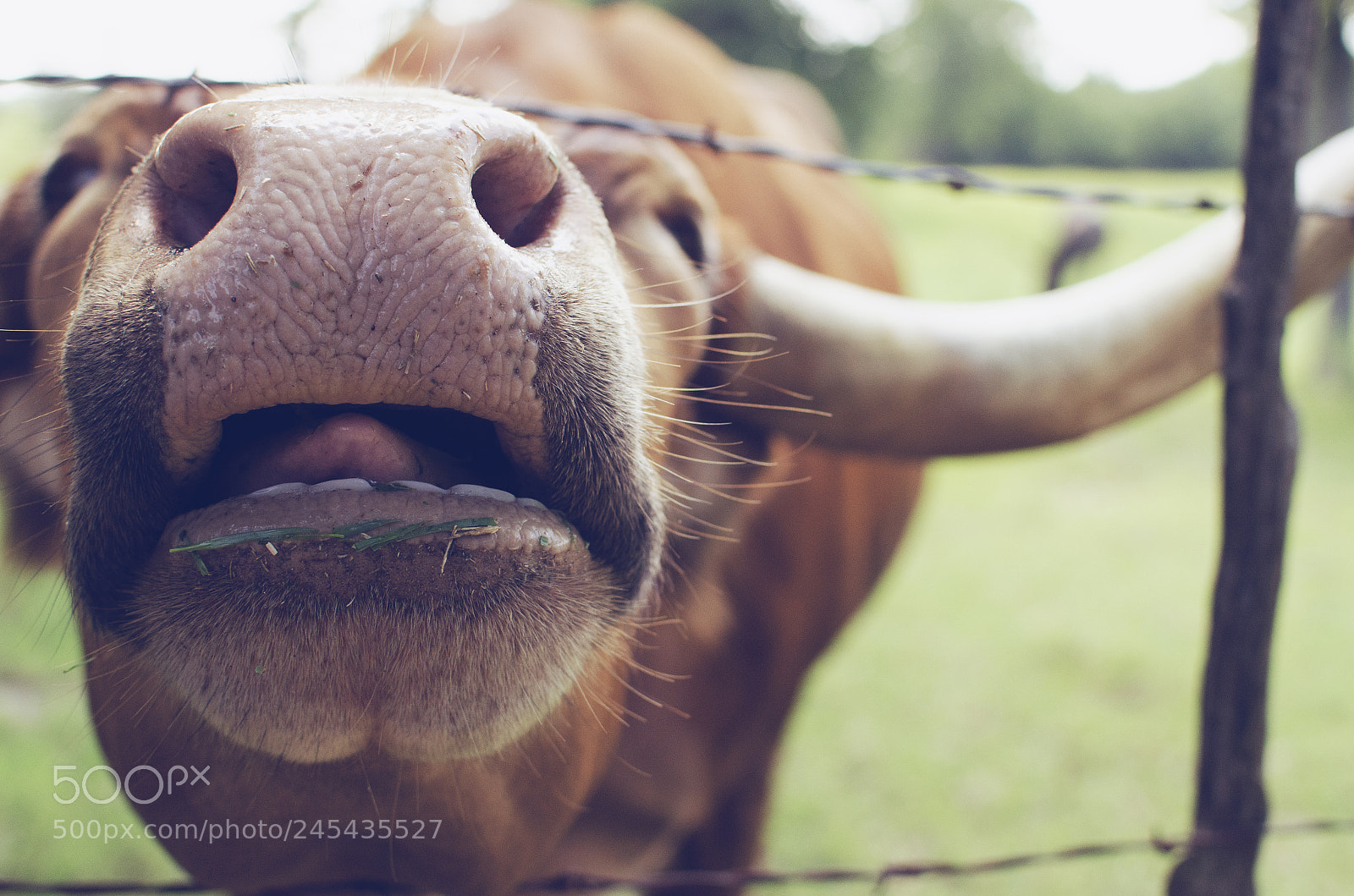 Nikon D5100 sample photo. Longhorn nose in your photography