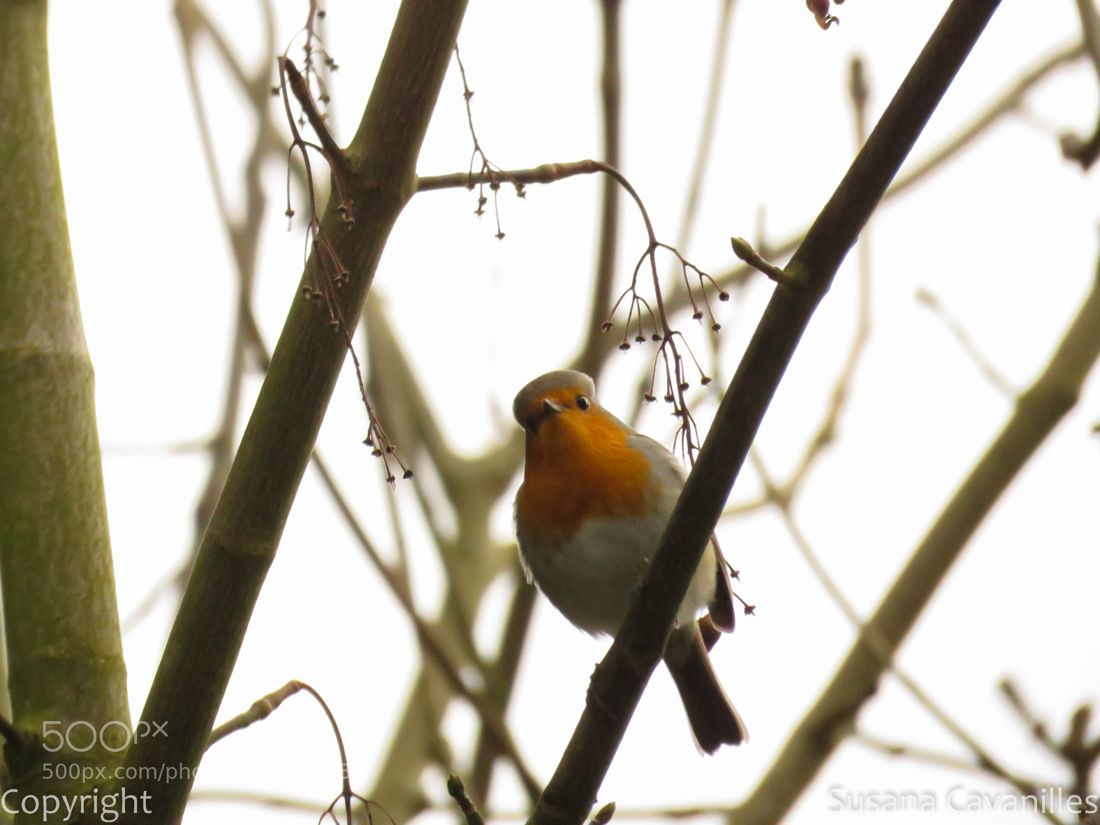 Canon PowerShot SX60 HS sample photo. Petirojo curioso photography
