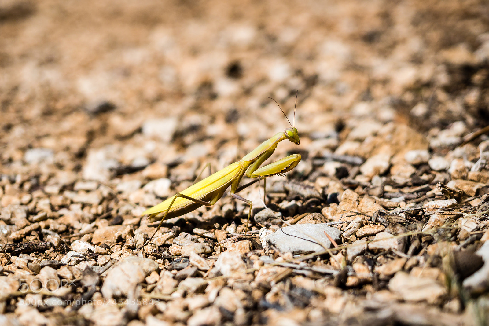 Olympus OM-D E-M5 sample photo. Prying mantis photography