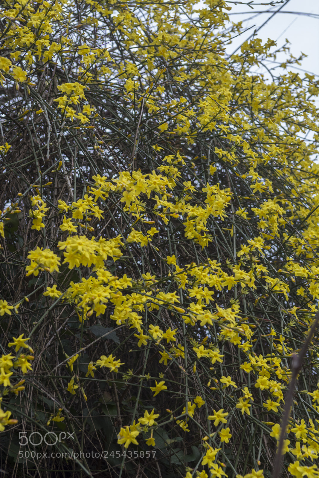 Nikon D7100 sample photo. Jasminum nudiflorum photography
