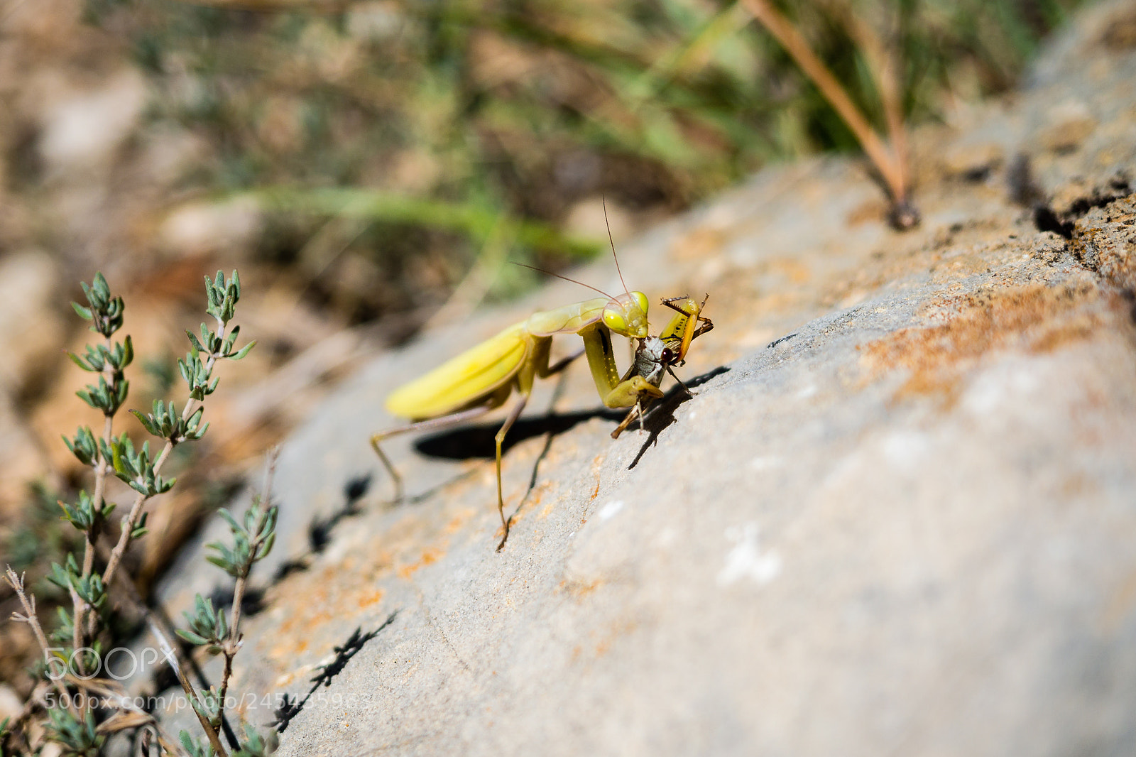 Olympus OM-D E-M5 sample photo. Prying mantis photography
