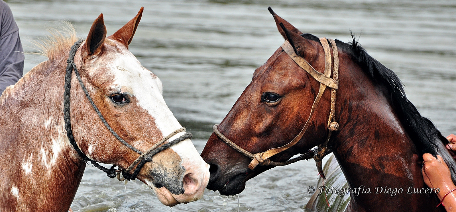 Nikon D90 sample photo. Horses in the lagoon photography
