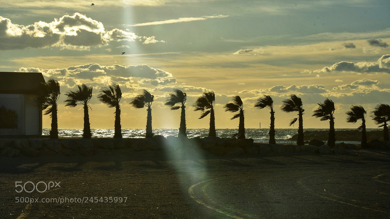 Nikon D500 sample photo. Windy time in the photography