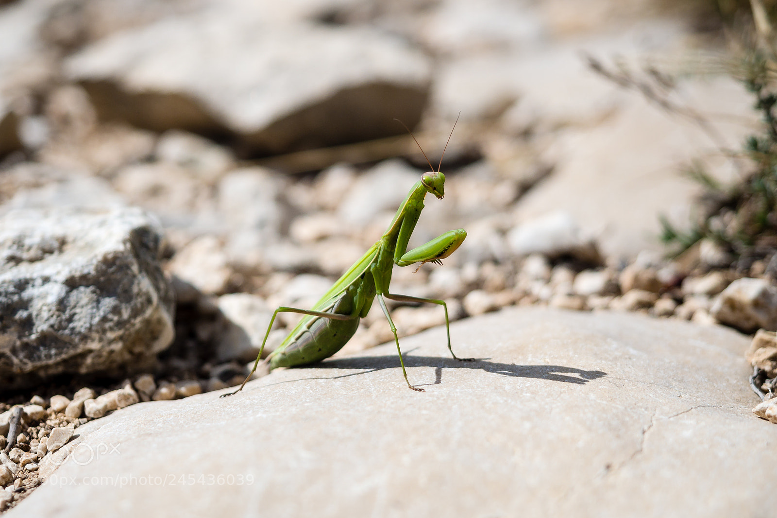Olympus OM-D E-M5 sample photo. Prying mantis photography