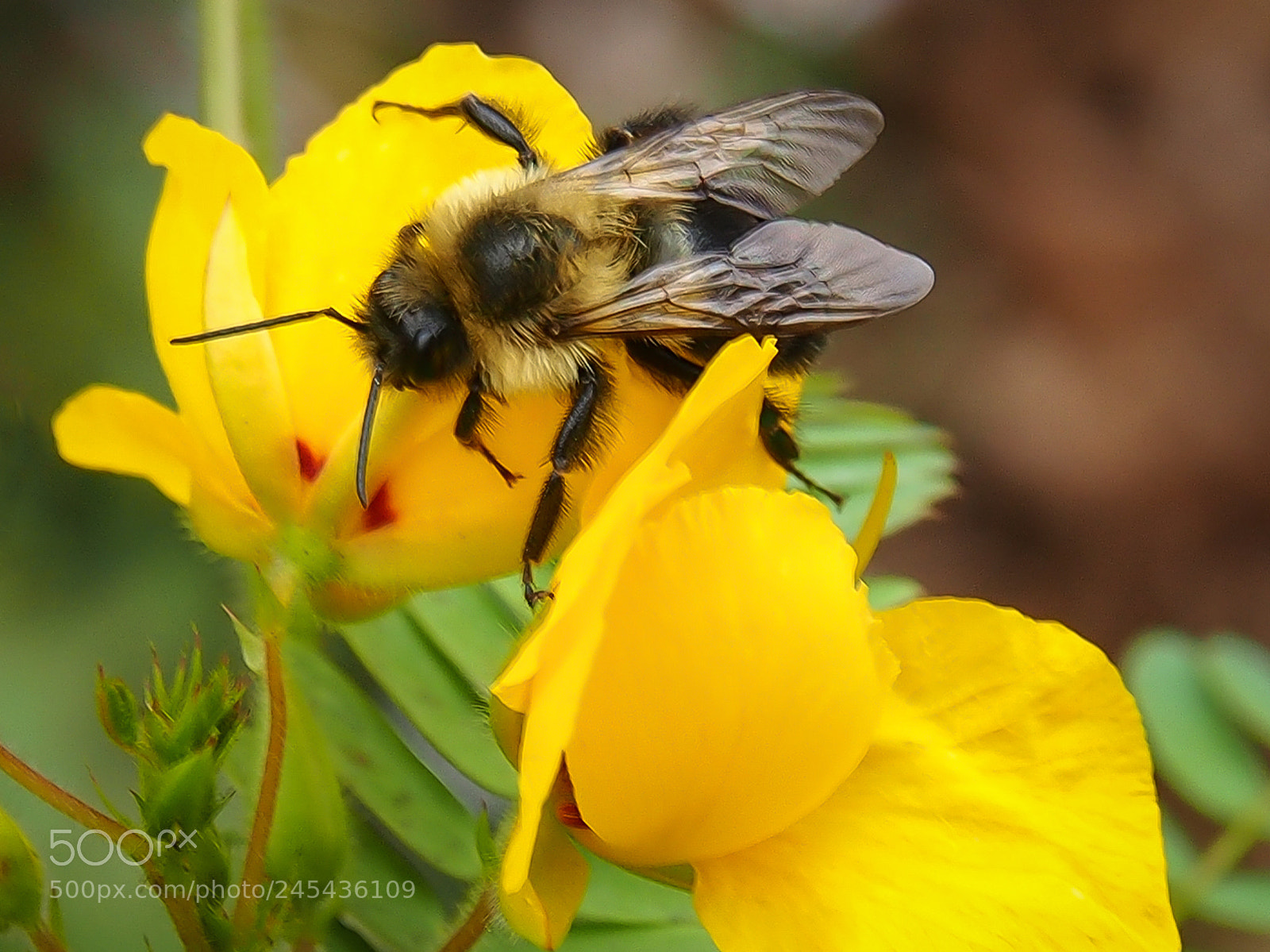 Olympus OM-D E-M5 sample photo. Nectar collecter photography