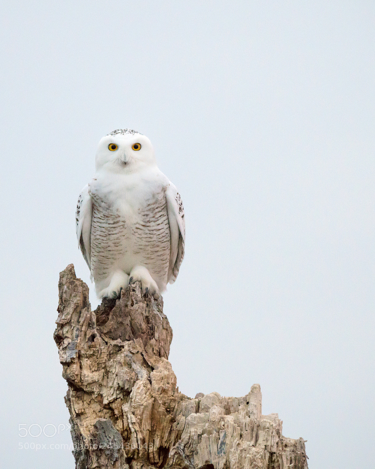 Nikon D850 sample photo. Snowy stare photography