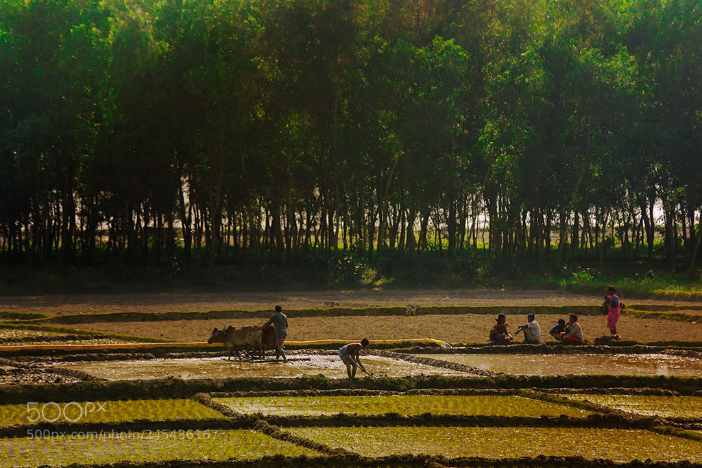 Nikon D3100 sample photo. Harvesting photography