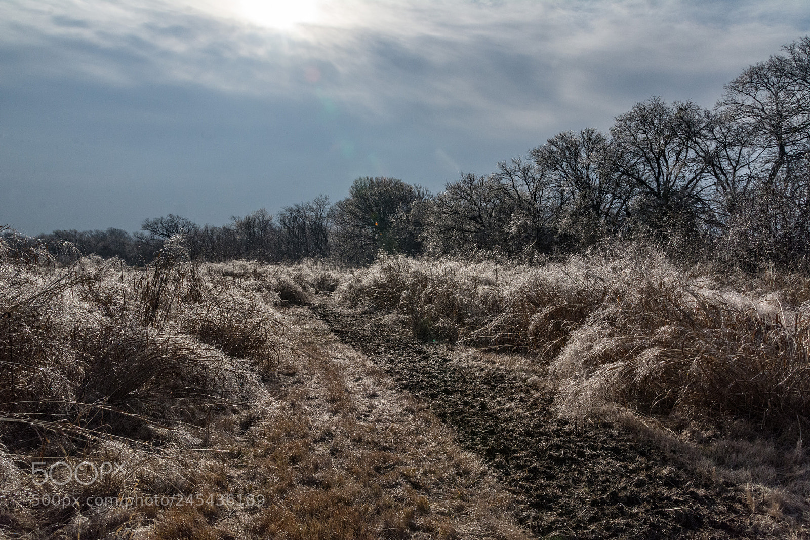 Nikon D7100 sample photo. Frozen meadow - shimmering photography