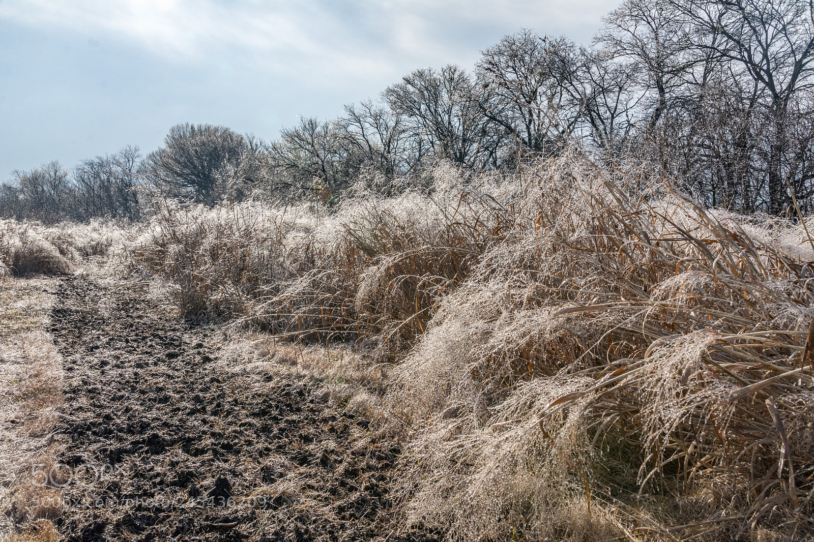 Nikon D7100 sample photo. Frozen meadow - bent photography