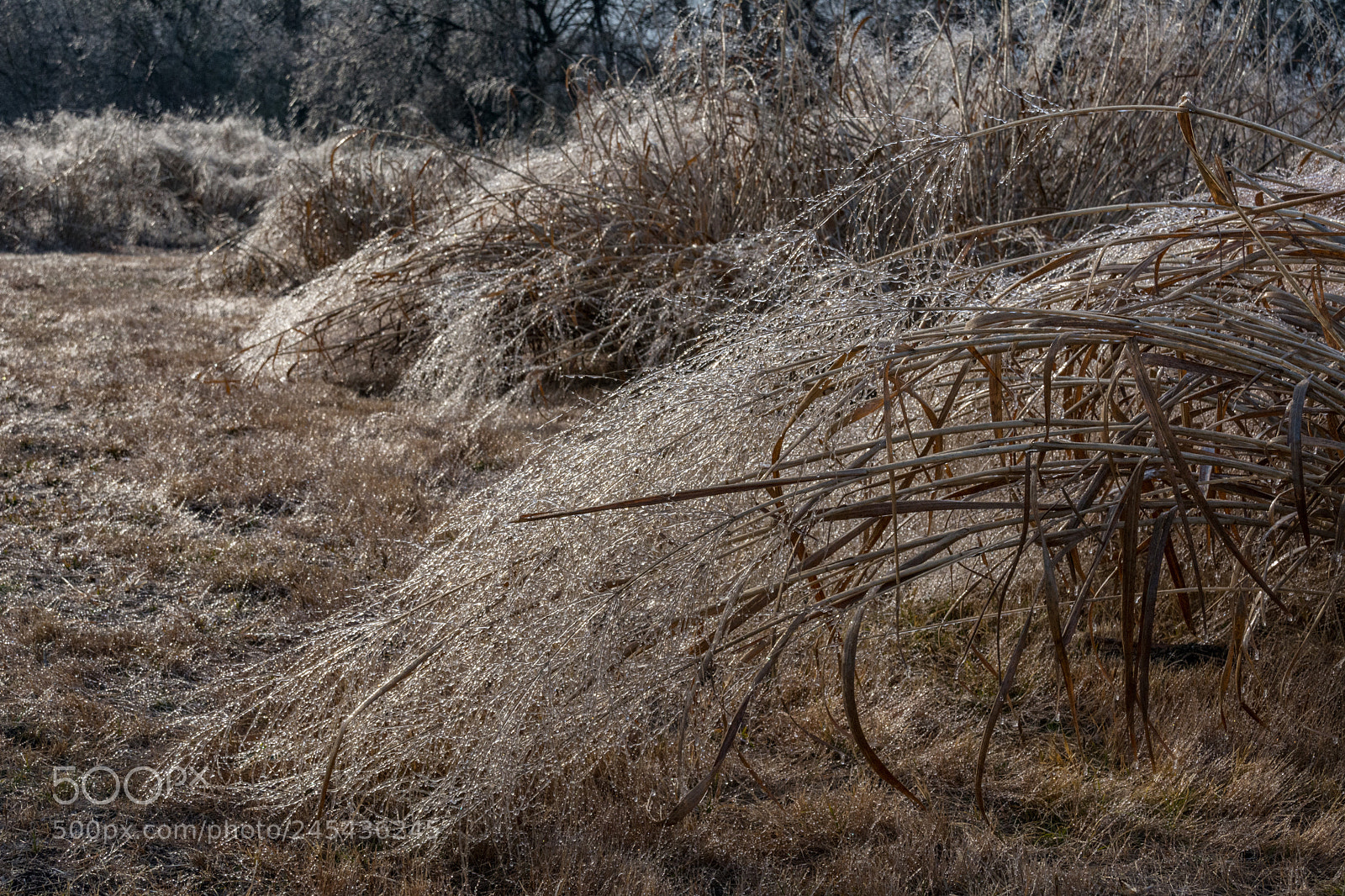 Nikon D7100 sample photo. Frozen meadow - iced photography
