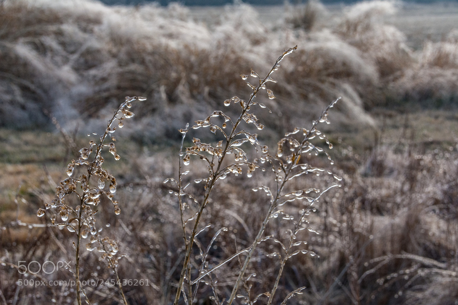 Nikon D7100 sample photo. Frozen meadow - crystalized photography