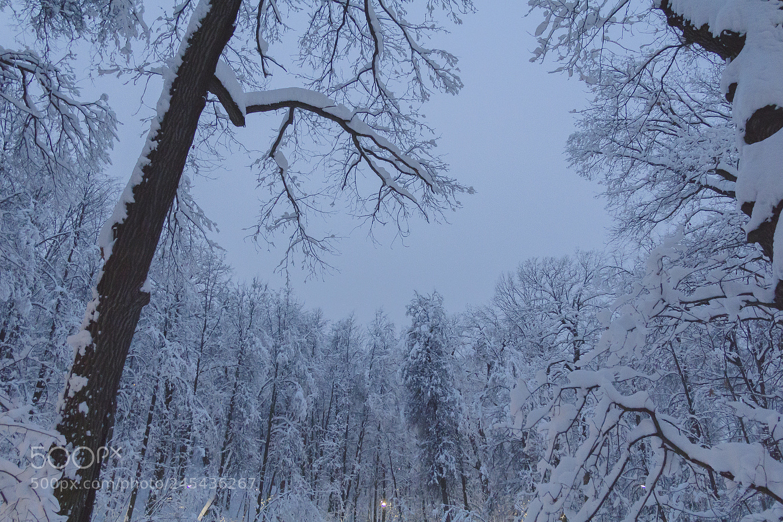 Canon EOS 60D sample photo. Winter in the park photography