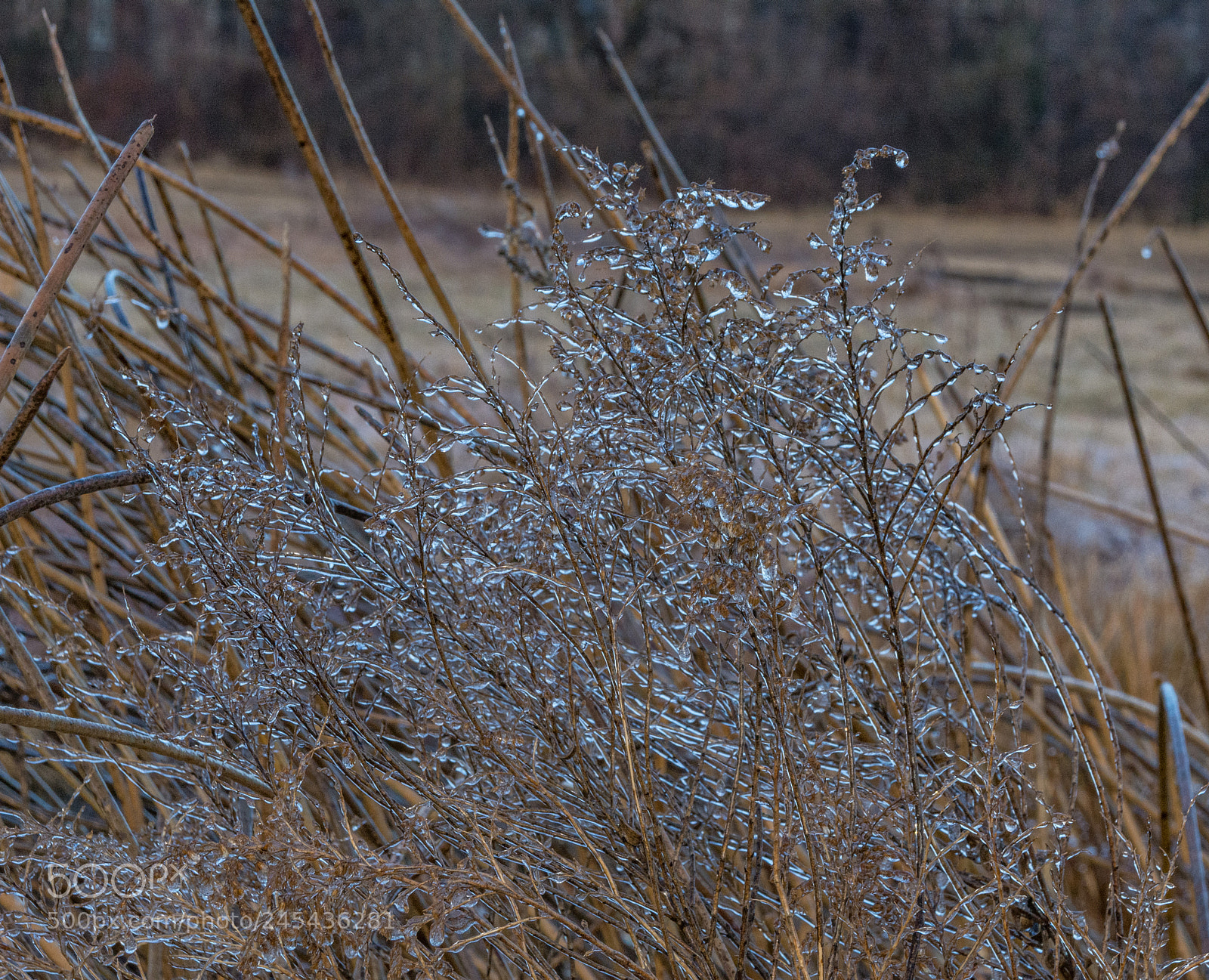 Nikon D7100 sample photo. Frozen meadow - icy photography