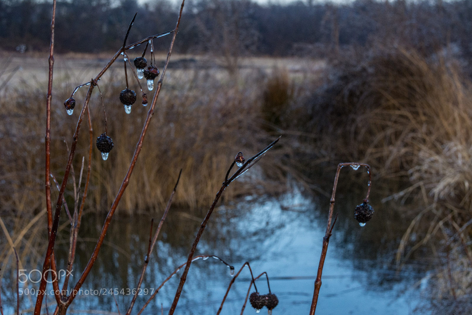 Nikon D7100 sample photo. Frozen meadow - pond photography