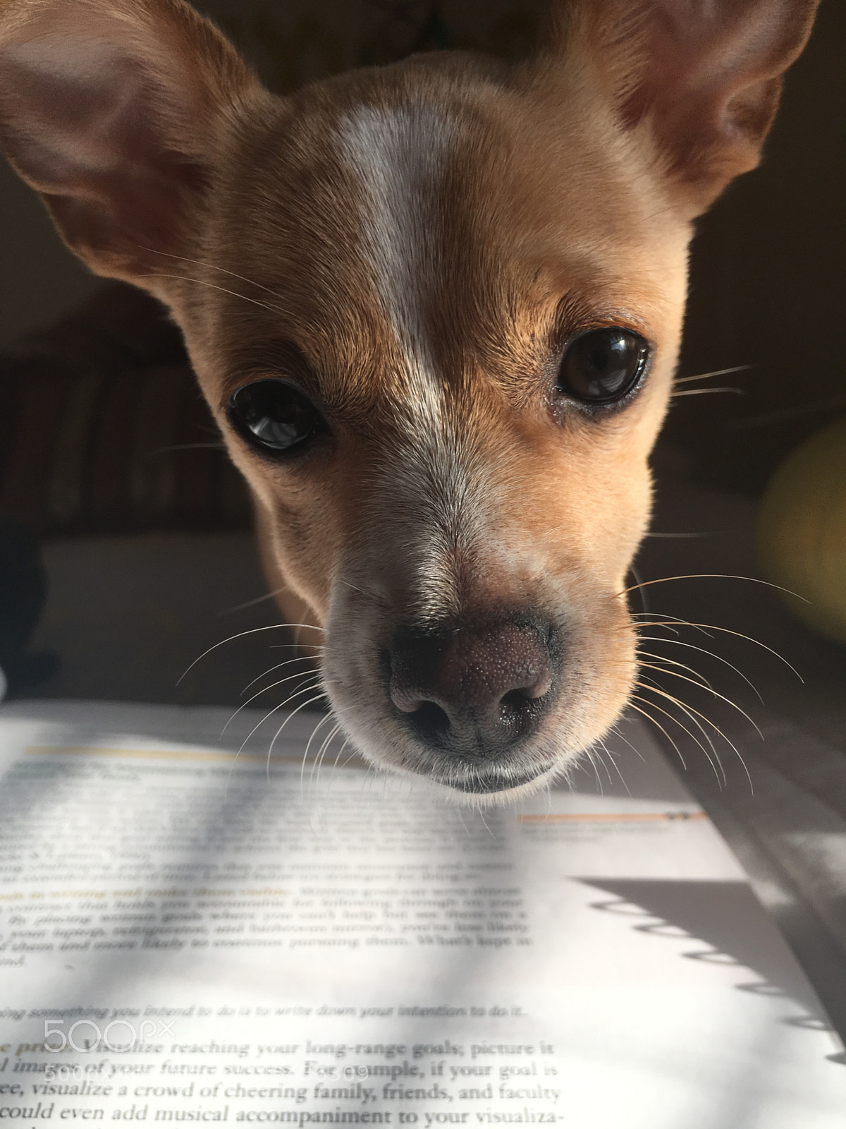 Apple iPhone 6s sample photo. Luna wants attention photography
