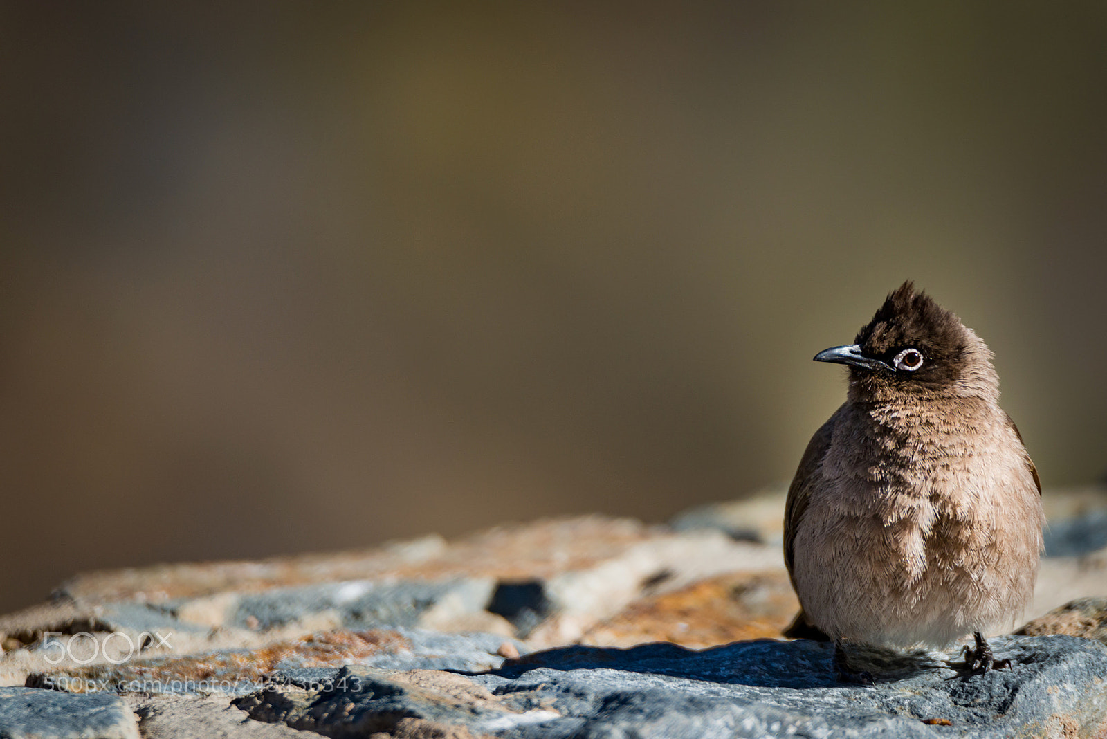 Nikon D800 sample photo. Little big bird. shot photography