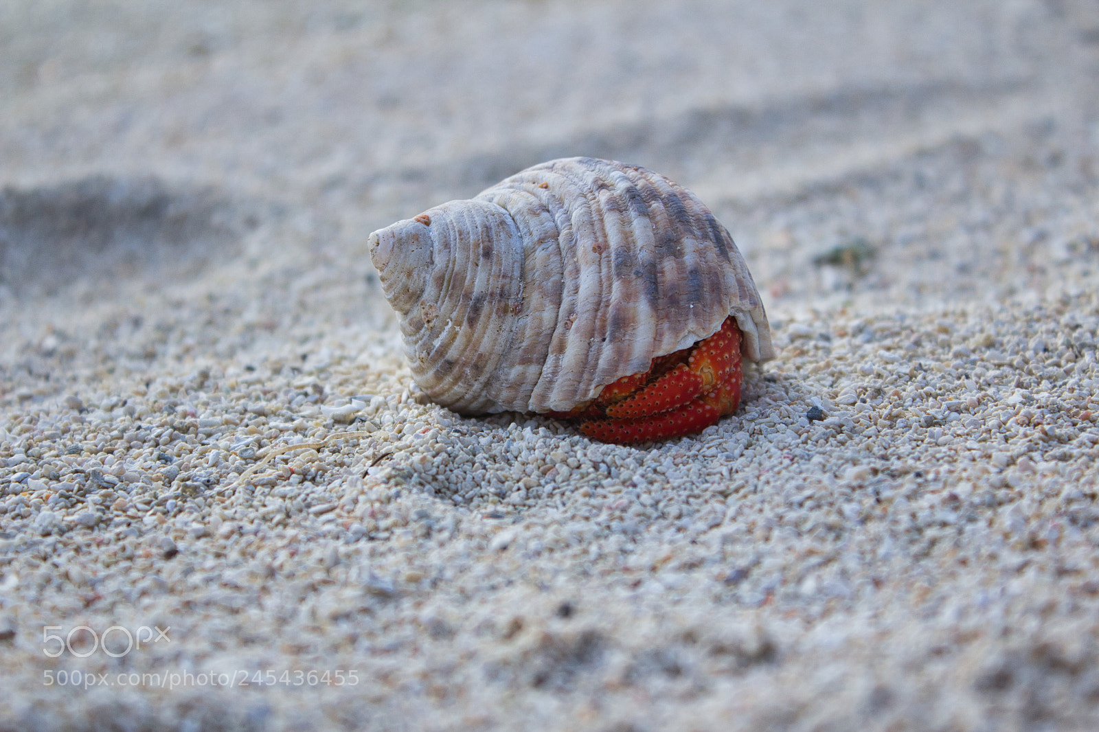 Canon EOS 60D sample photo. The crab is sleeping photography
