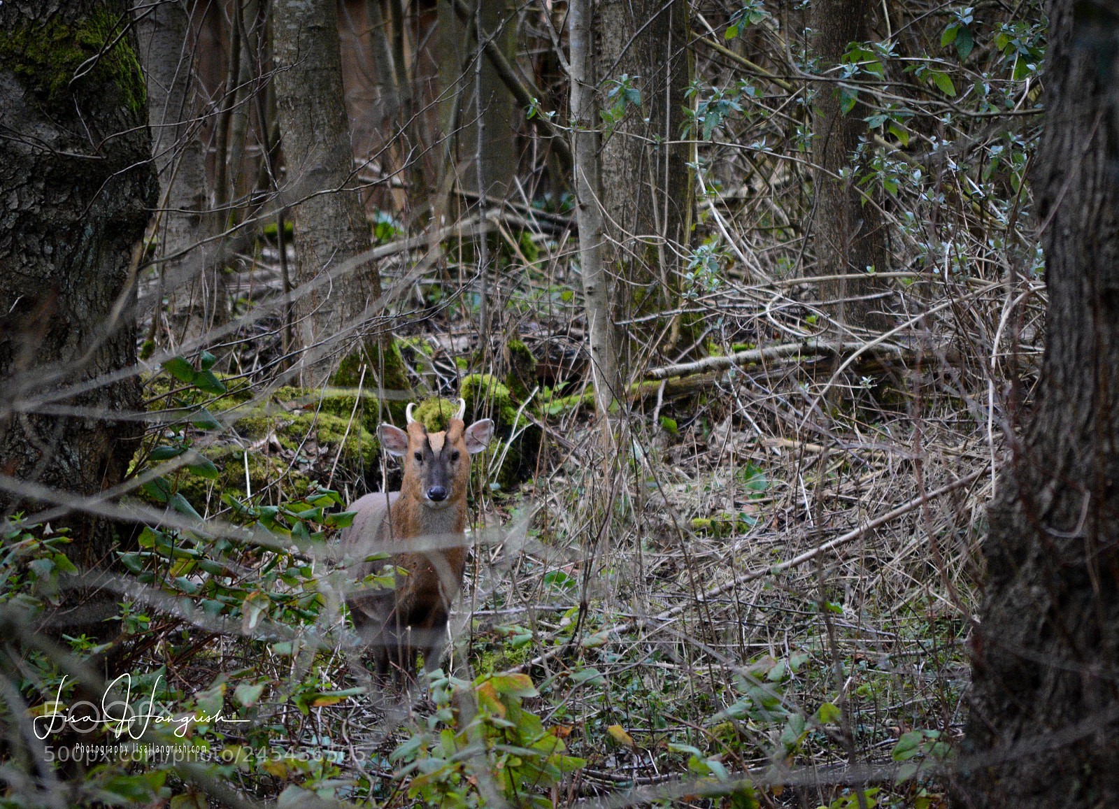 Nikon D7100 sample photo. Muntjac photography