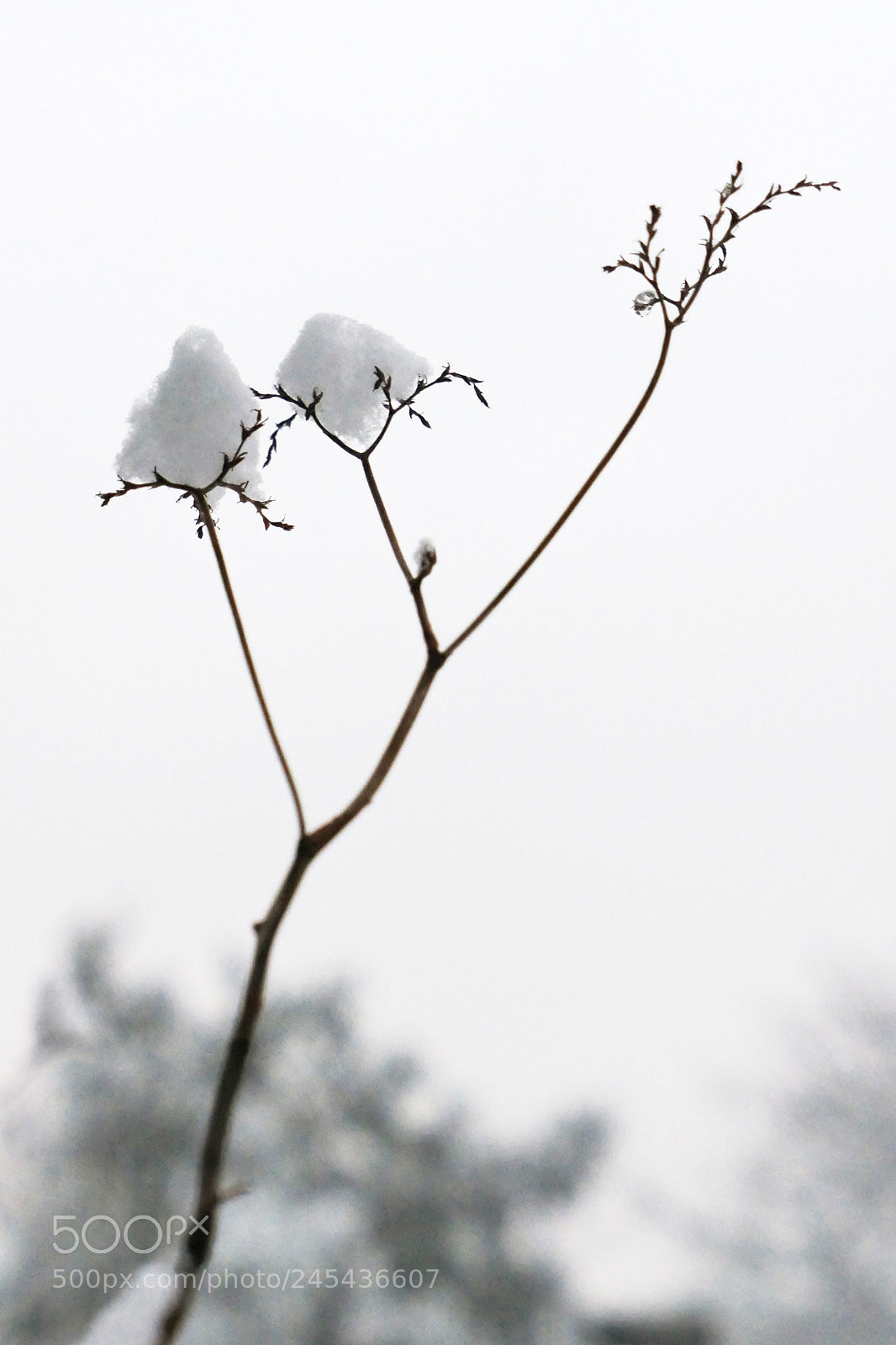 Panasonic Lumix DMC-LX10 (Lumix DMC-LX15) sample photo. Fleur de neige snow photography