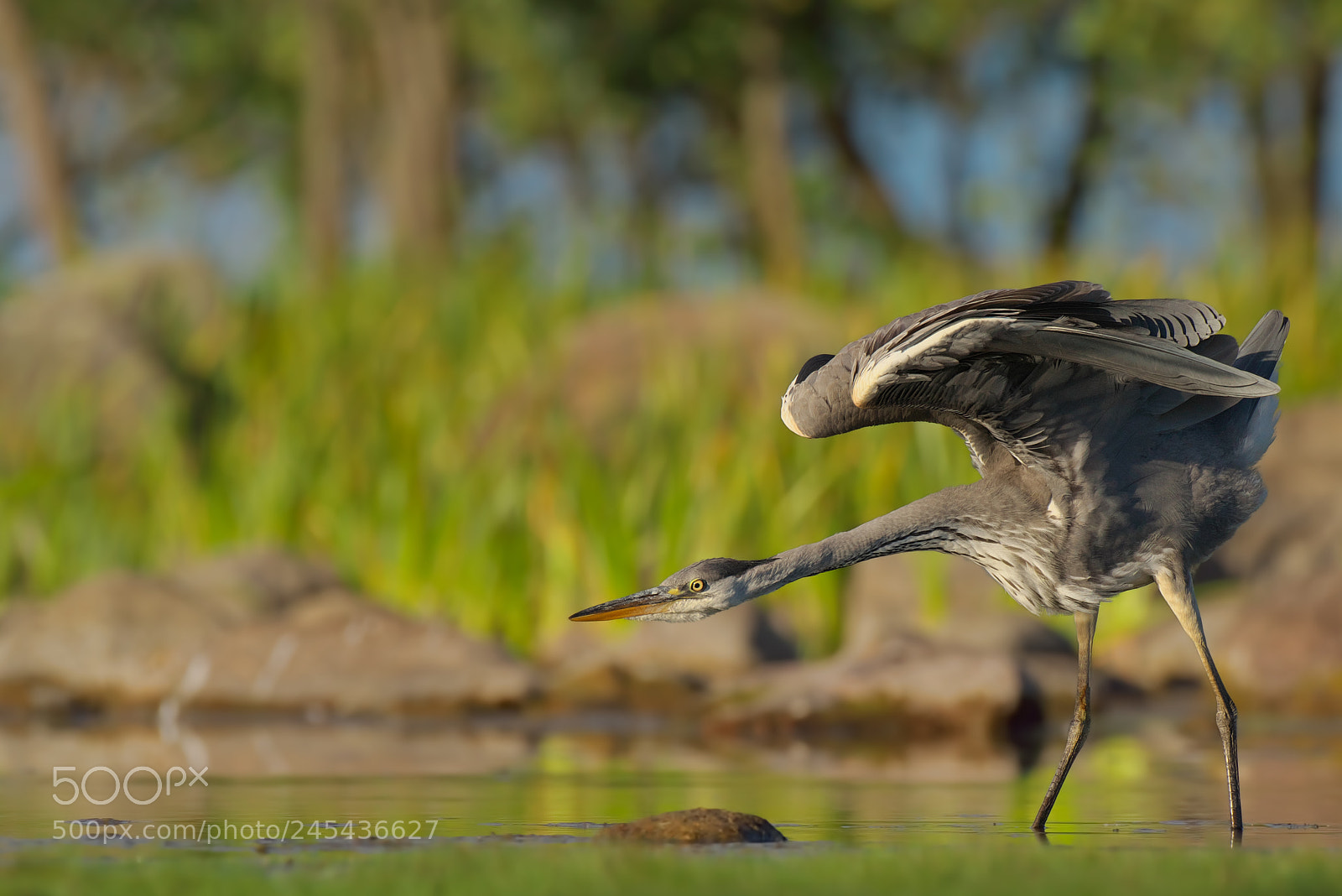 Pentax K-1 sample photo. Ardea cinerea... photography