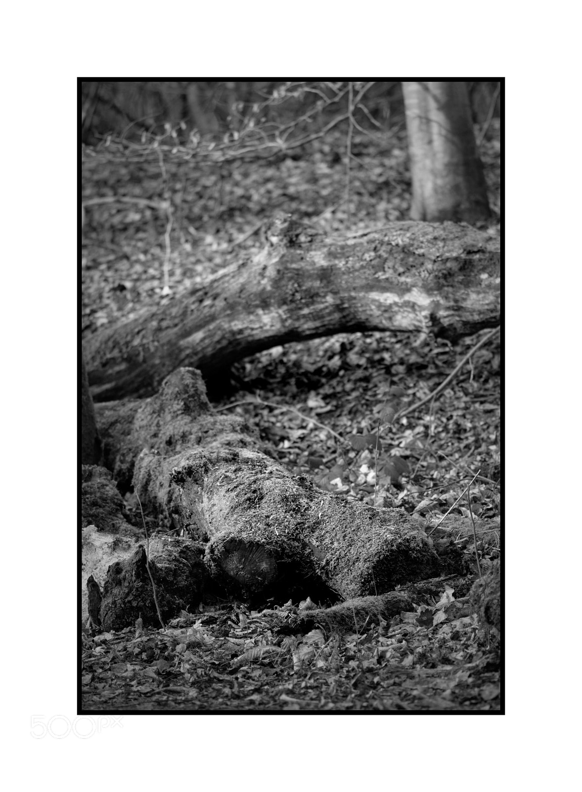 Fujifilm X-T1 sample photo. Fallen trunk pits wood photography