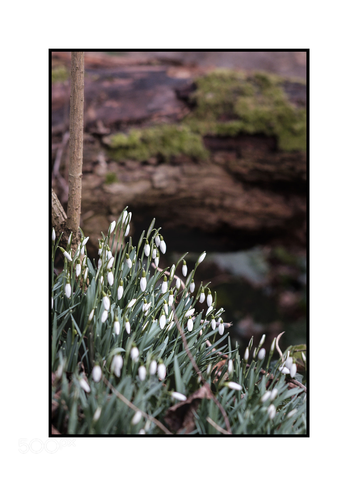 Fujifilm X-T1 sample photo. Woodland snowdrops nikkor 200mm photography