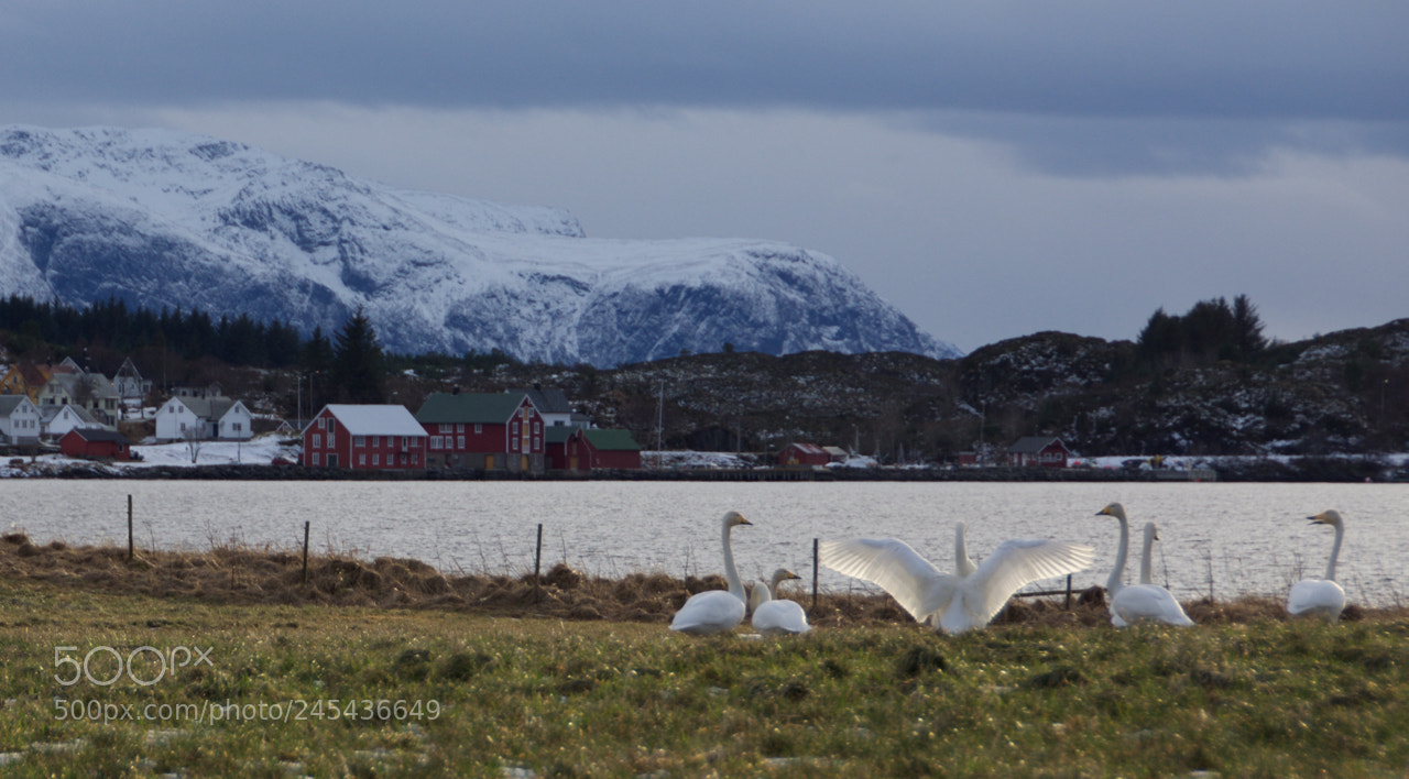 Nikon D7200 sample photo. (swans by the sea) photography