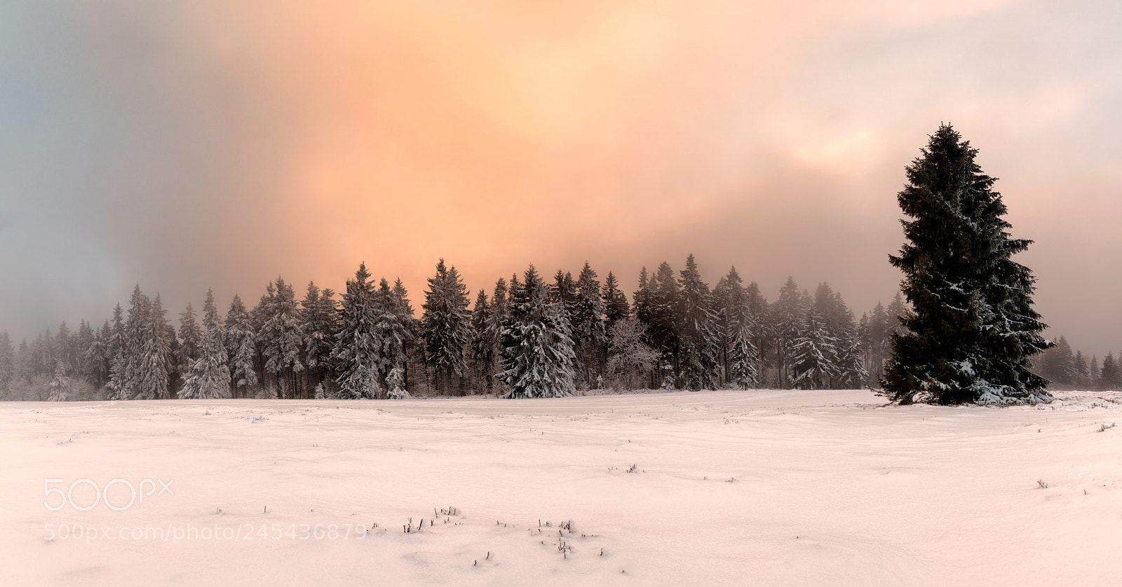 Nikon D5500 sample photo. Sapin dans la brume photography