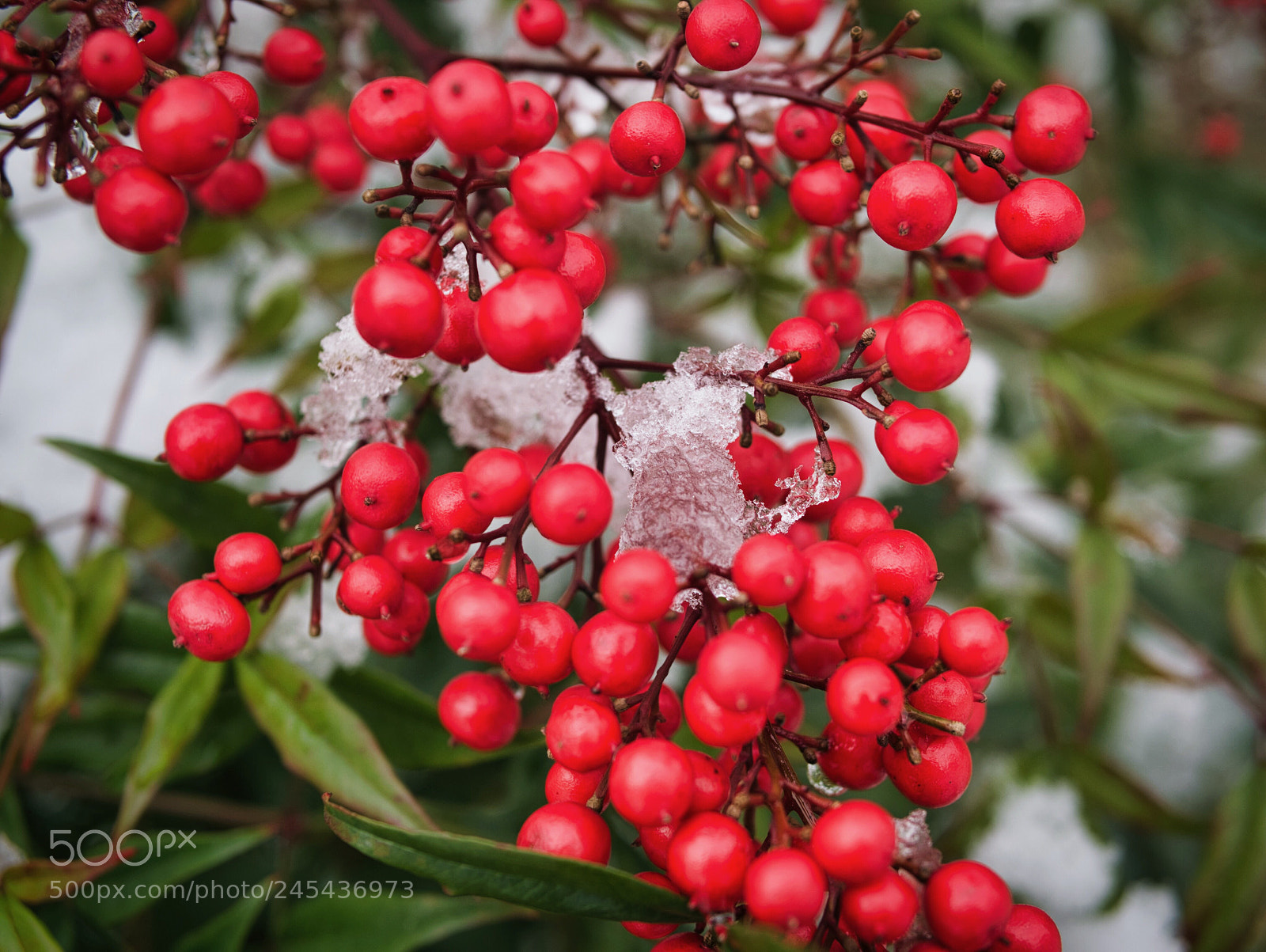 Panasonic DMC-G70 sample photo. Red berries photography