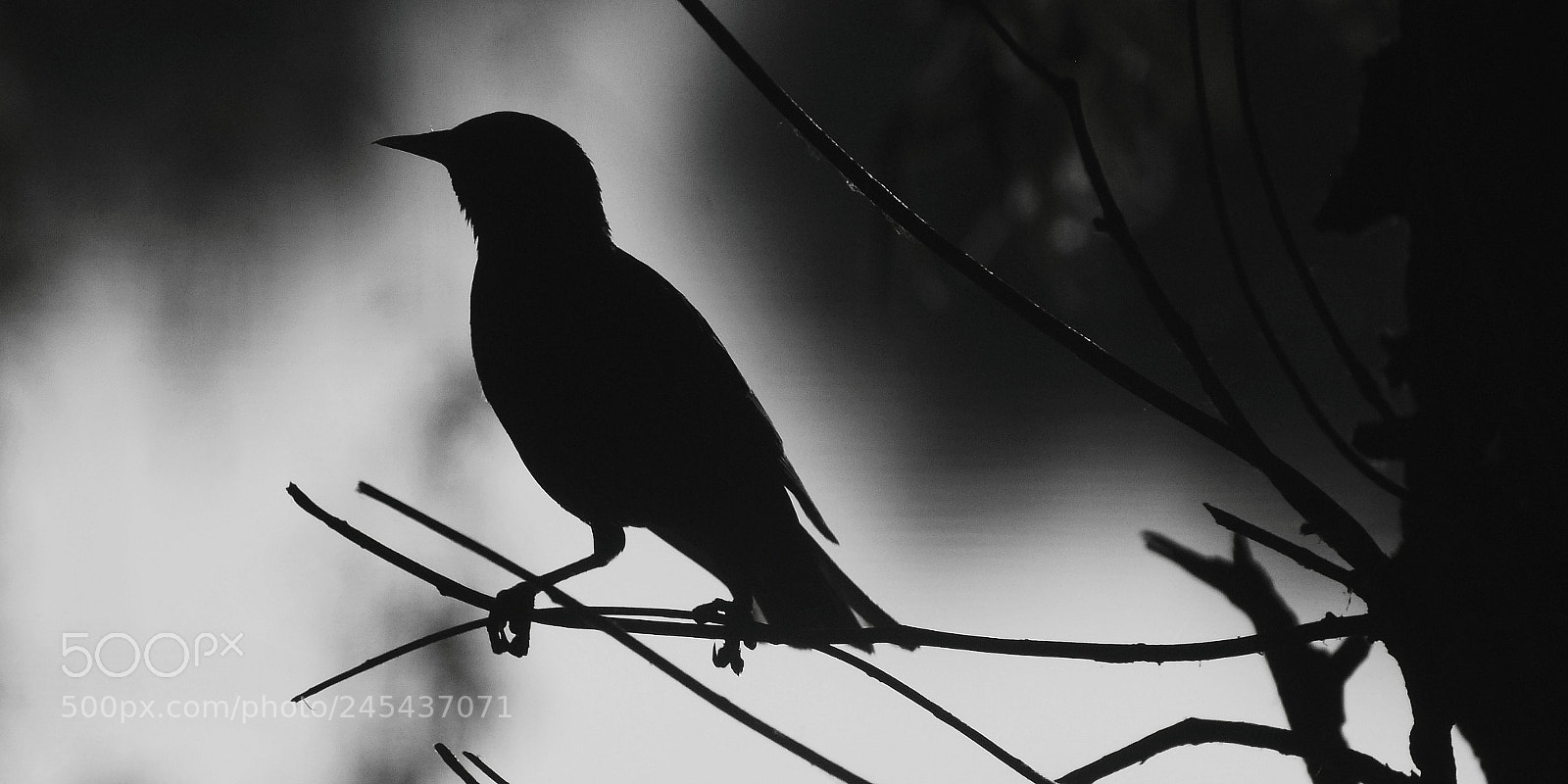 Nikon D200 sample photo. Bird shadow photography