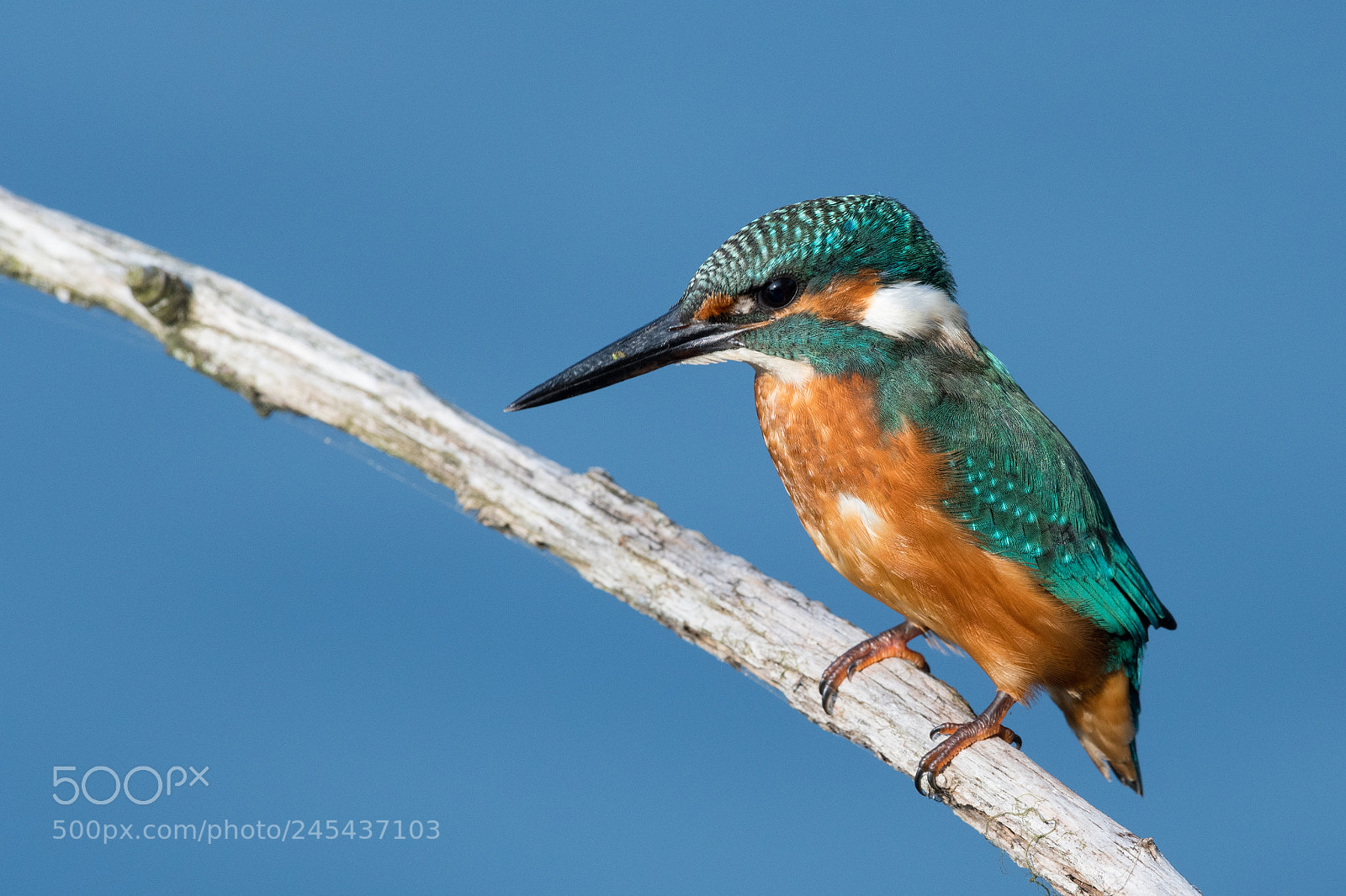 Nikon D500 sample photo. Martin-p cheur d'europe alcedo photography
