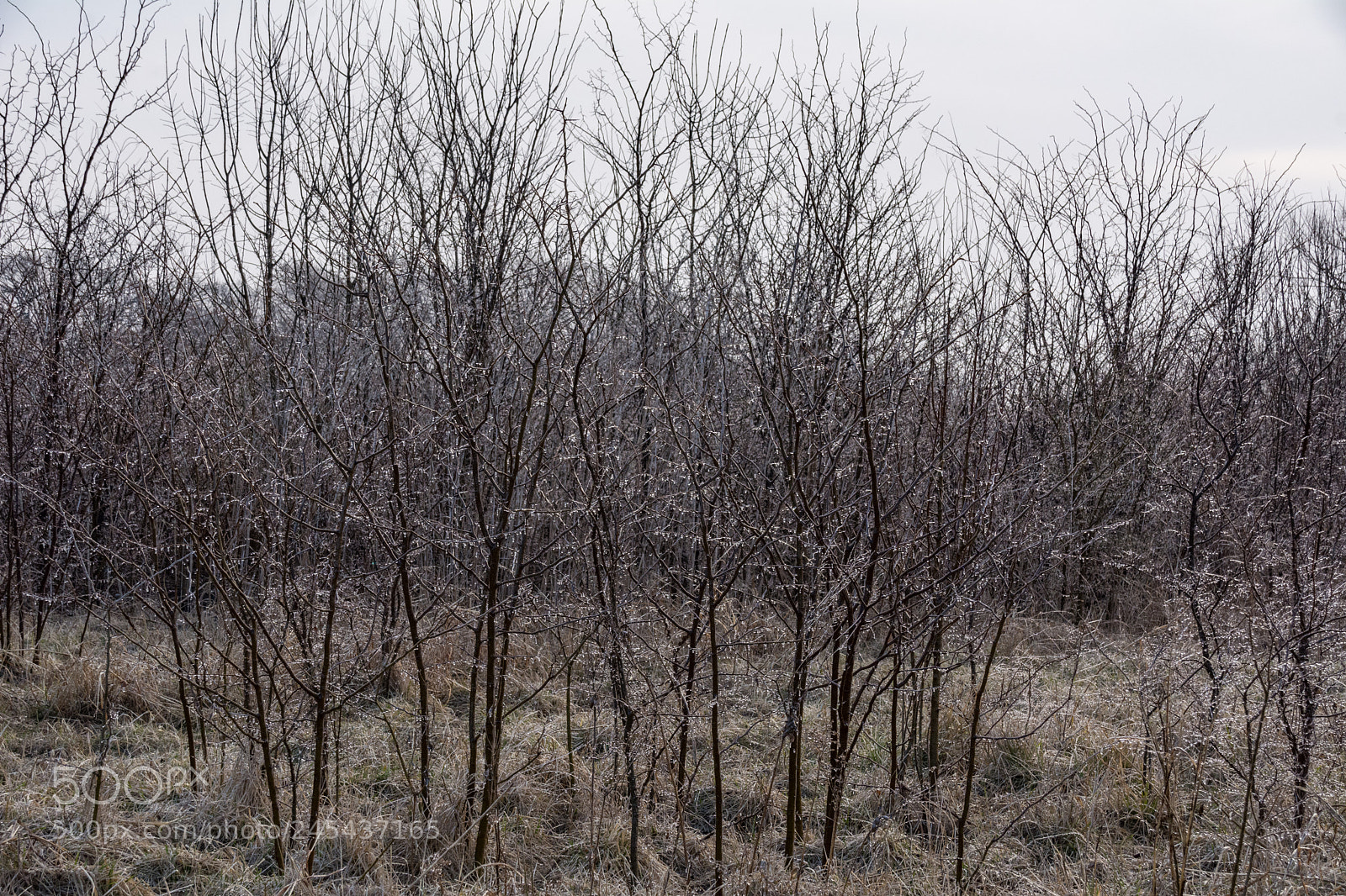 Nikon D7100 sample photo. Frozen meadow - honey photography