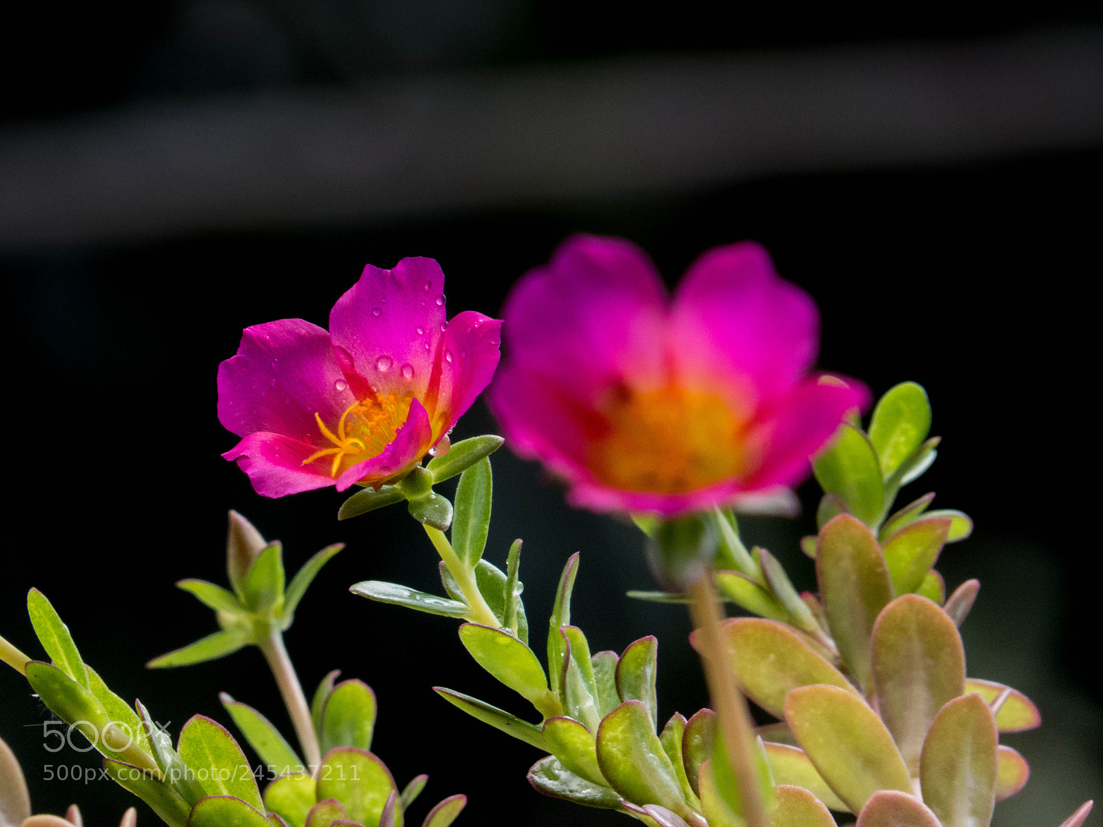 Canon PowerShot SX50 HS sample photo. D u a s photography