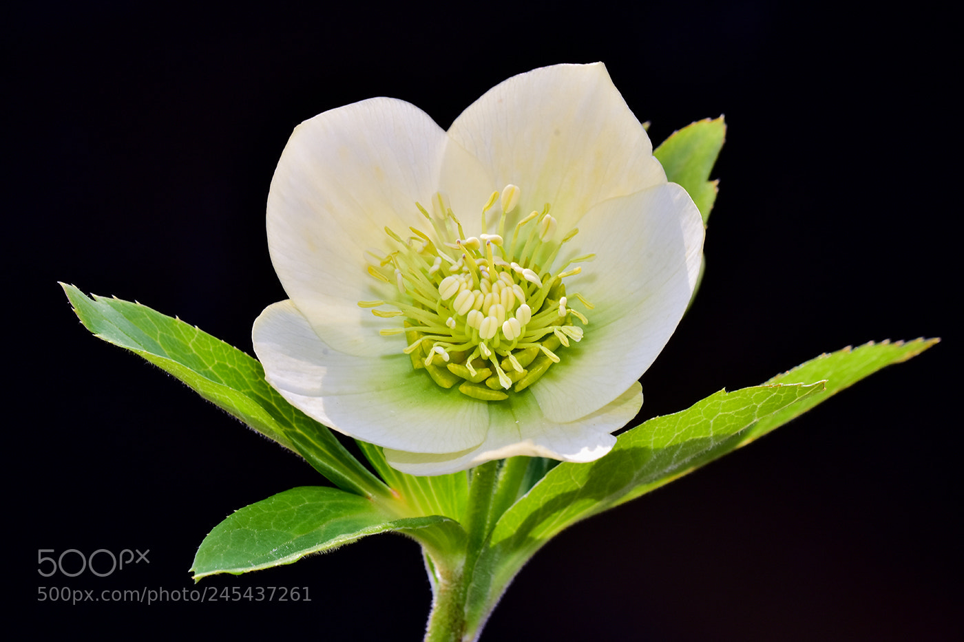 Nikon D7200 sample photo. 09.02.2018 - 5 photography
