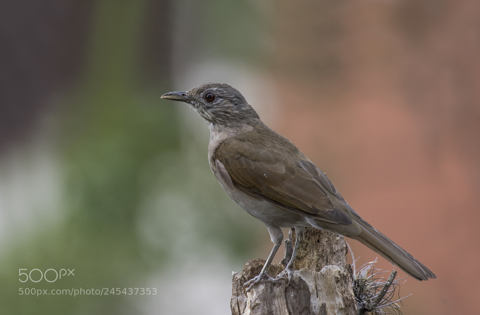 Canon EOS 7D Mark II sample photo. Sabi barranco turdus leucomelas photography