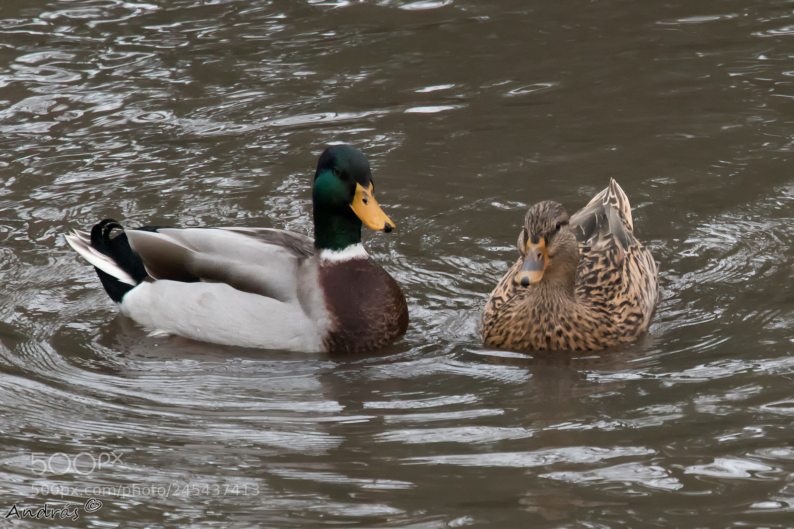 Canon EOS M5 sample photo. Ducks photography