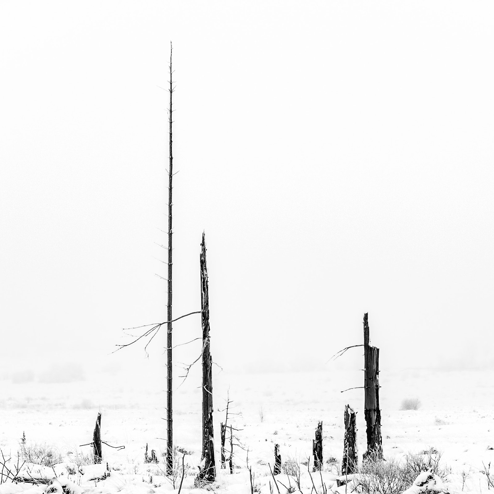 Pentax K-5 sample photo. Dead trees photography
