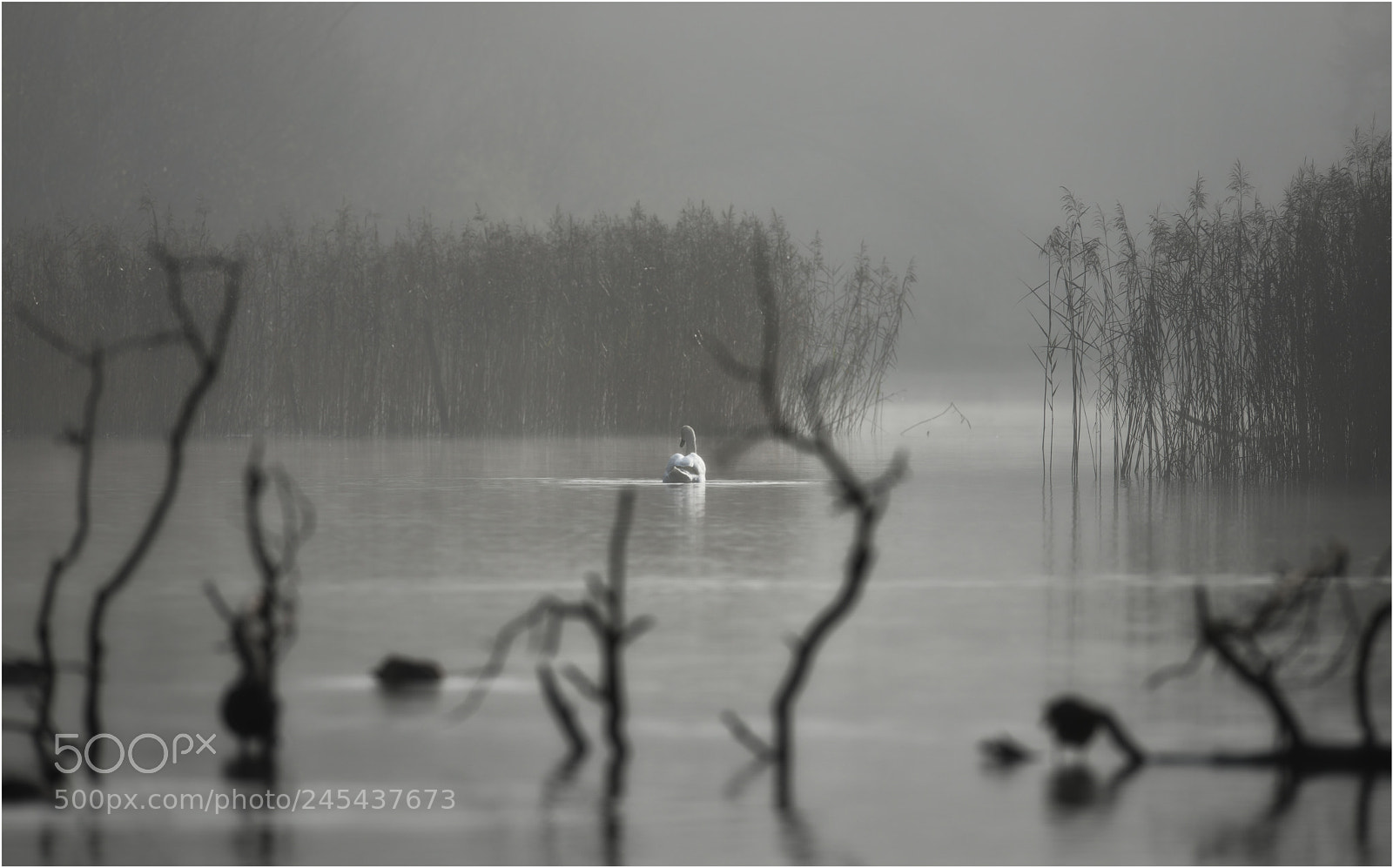 Nikon D800 sample photo. Tranquilite photography