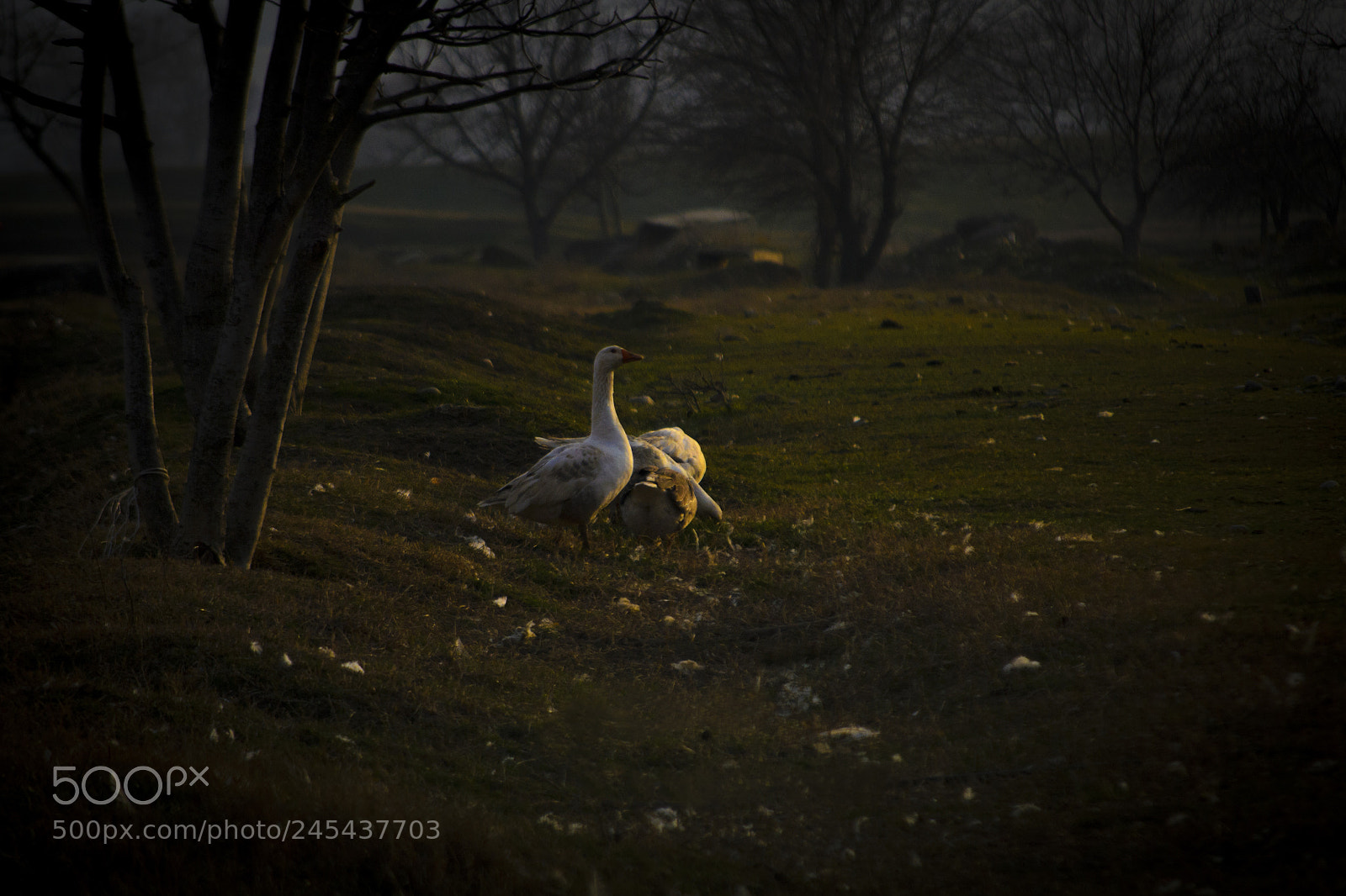 Nikon D3100 sample photo. Farm funny horns... photography