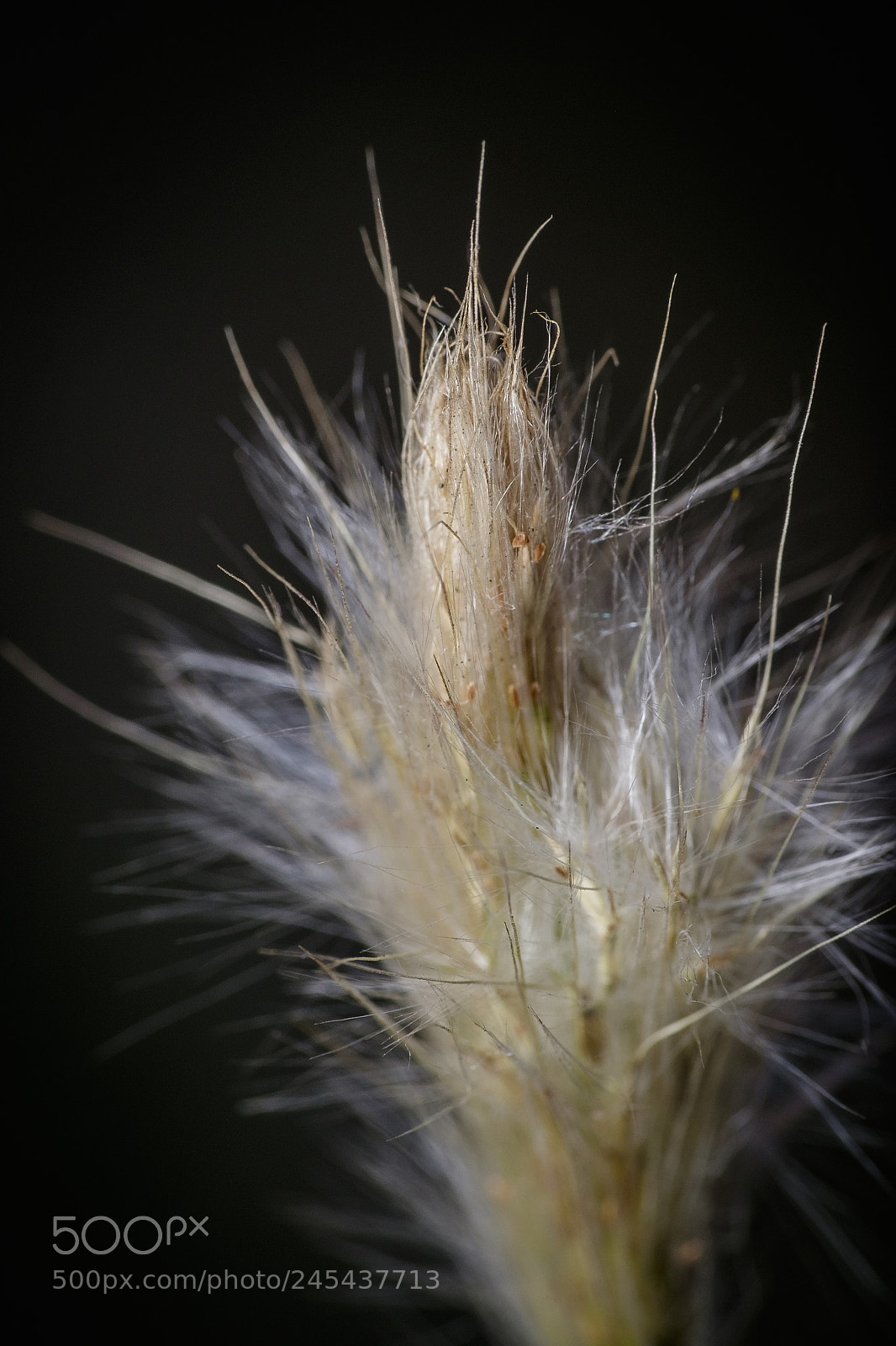 Fujifilm X-T1 sample photo. Random herb <.< photography