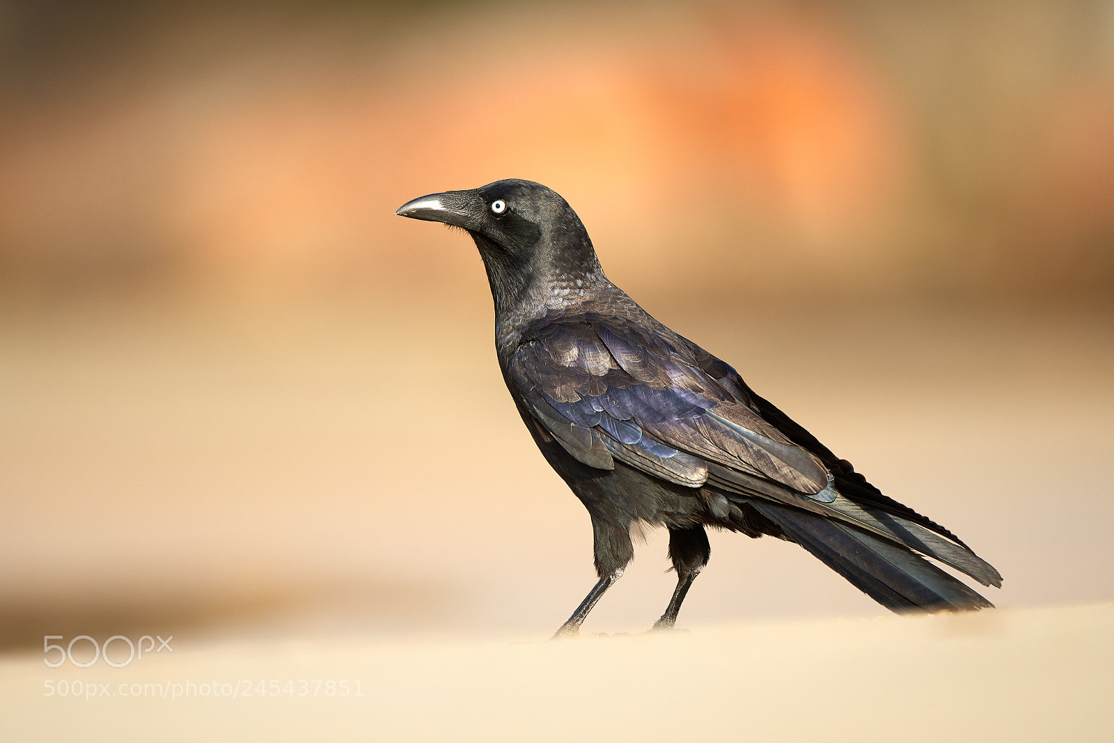 Nikon D500 sample photo. Australian raven (corvus coronoides) photography