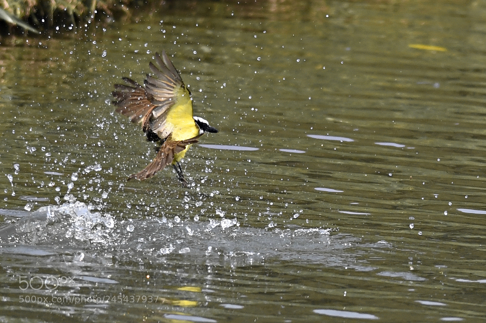 Nikon D500 sample photo. Fishing for food photography